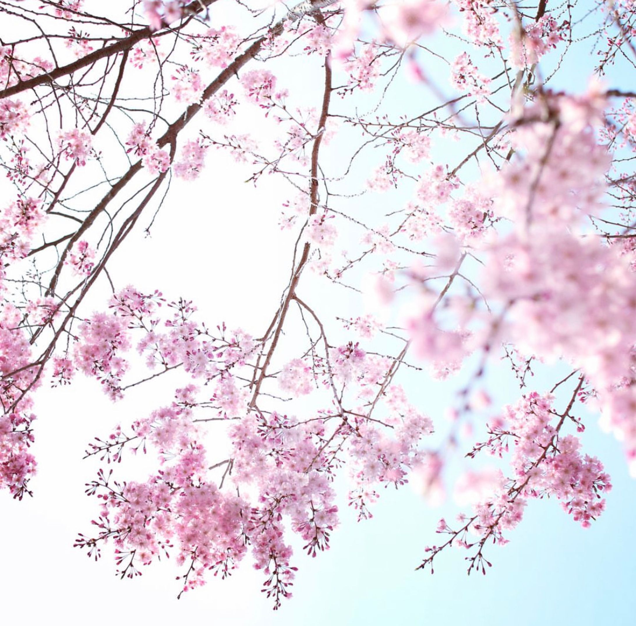 sakura-1
