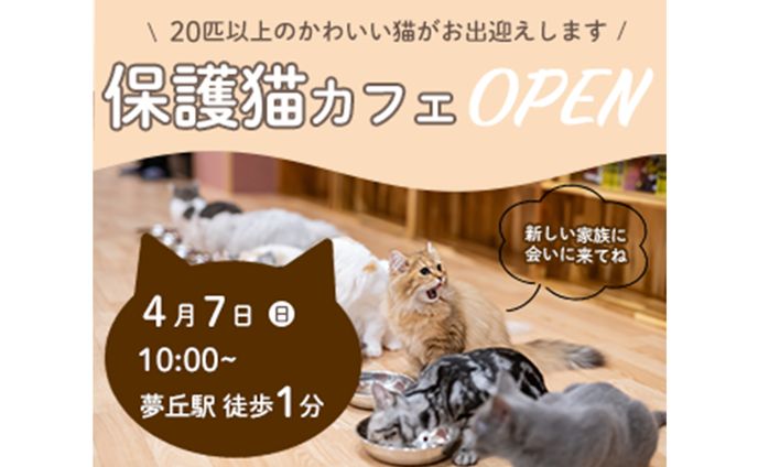 保護猫カフェのオープン告知