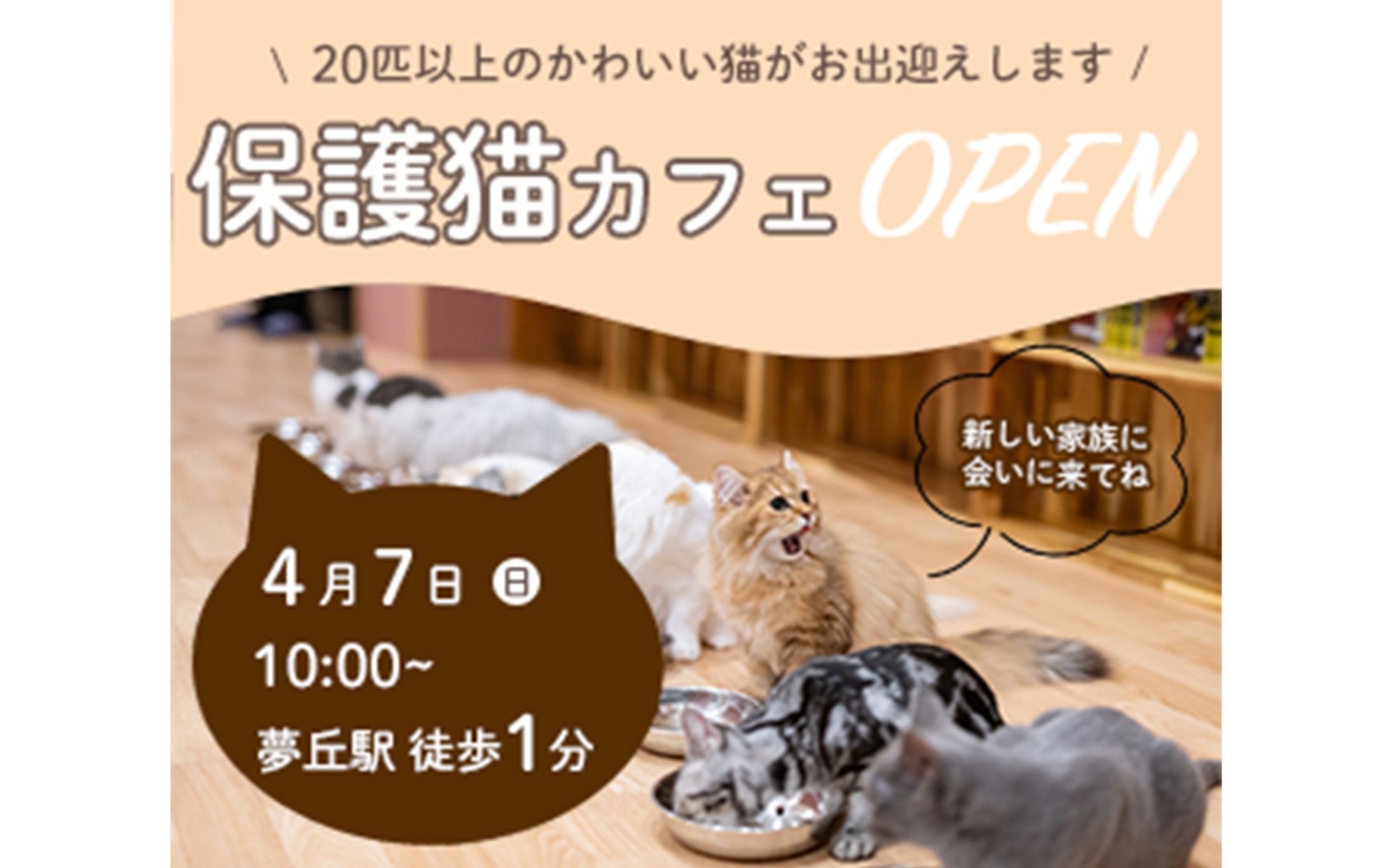 保護猫カフェのオープン告知-1