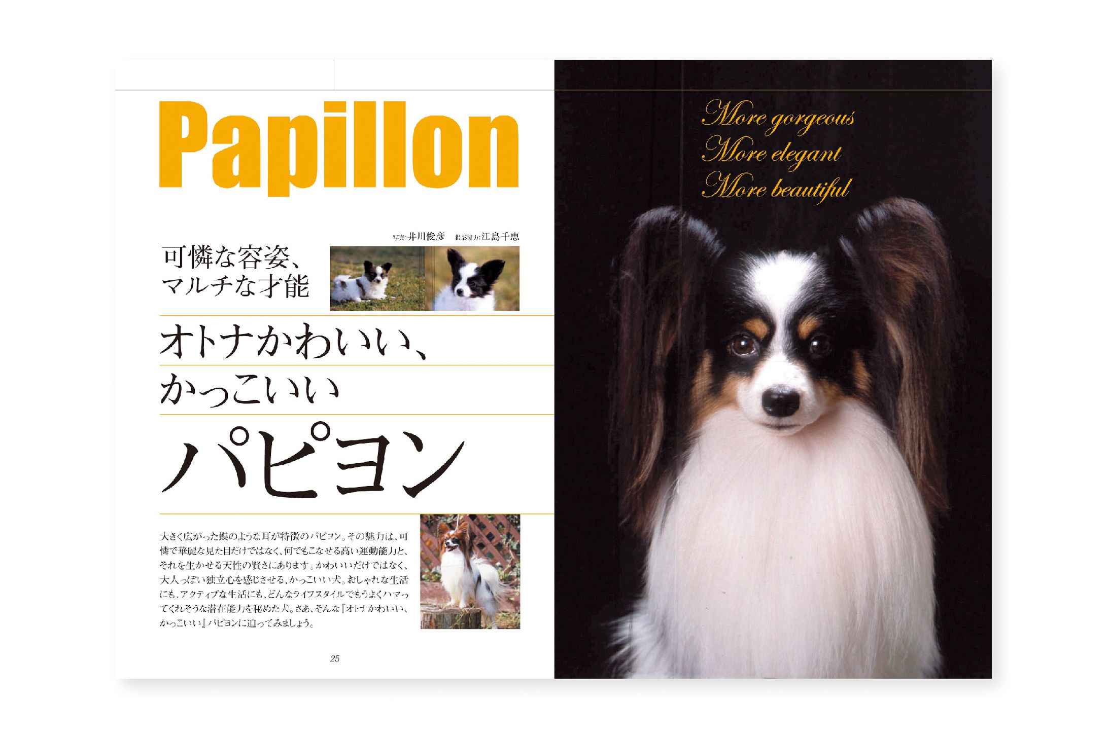雑誌レイアウト　愛犬の友-1