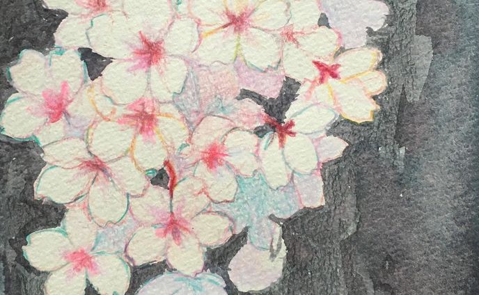 さくら🌸

#drawing #Illustration #illust #watercolor  #dailyart #graphic
#artwork #artist #artsy #artistic #paint #painting #watercolorpainting 
#一个例证  #图片 #イラスト #水彩 #水彩画 #일러스트 #오에카키 #데생  #色鉛筆
#宇野亜喜良　#竹久夢二