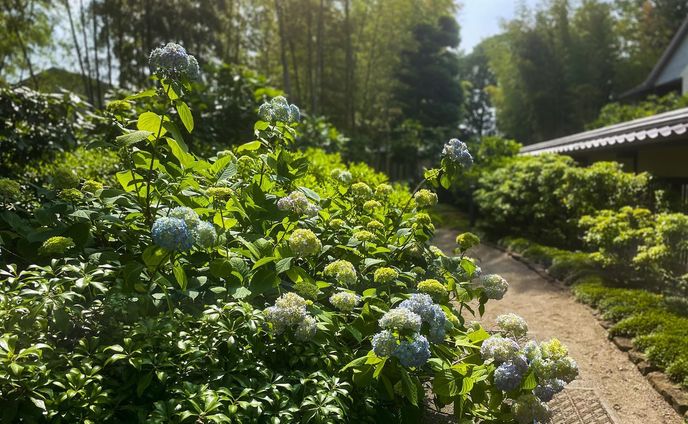 #氷川山道 #武蔵一宮氷川神社 #氷川の杜文化館 

いつの間にか紫陽花の季節☺️
"雨が似合うお花"なイメージが強いけど、強い日差しに照らされる紫陽花もまた素敵ね。