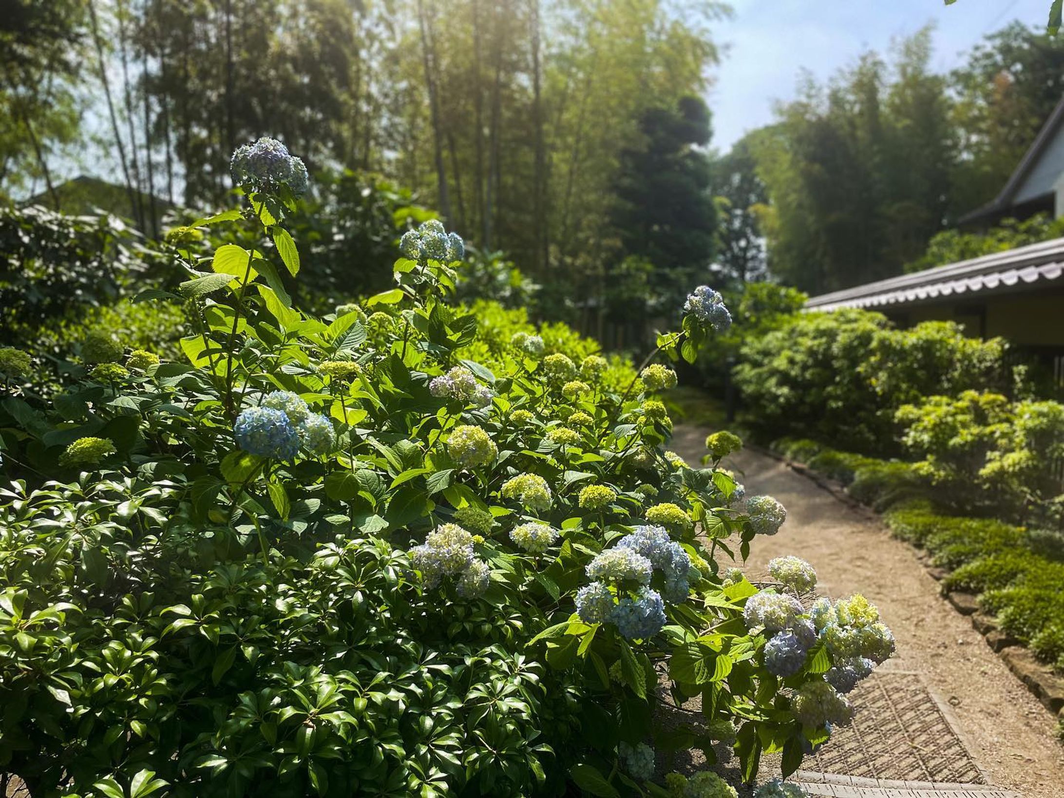 #氷川山道 #武蔵一宮氷川神社 #氷川の杜文化館 

いつの間にか紫陽花の季節☺️
"雨が似合うお花"なイメージが強いけど、強い日差しに照らされる紫陽花もまた素敵ね。-1