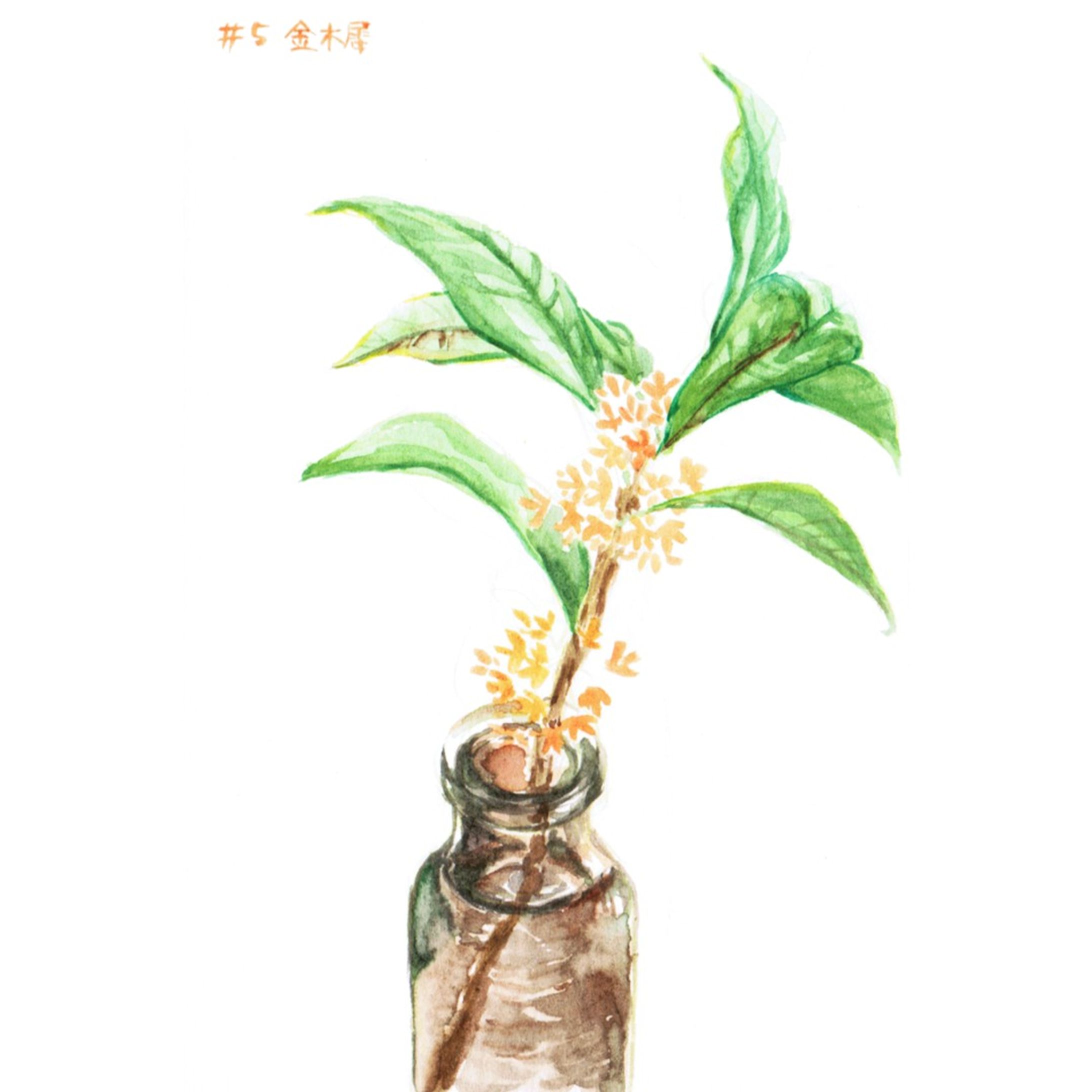 #05　金木犀

#はせ子のグリーンスケッチ
#水彩画 #イラストレーション #イラストレーター #植物 #植物のある暮らし-1