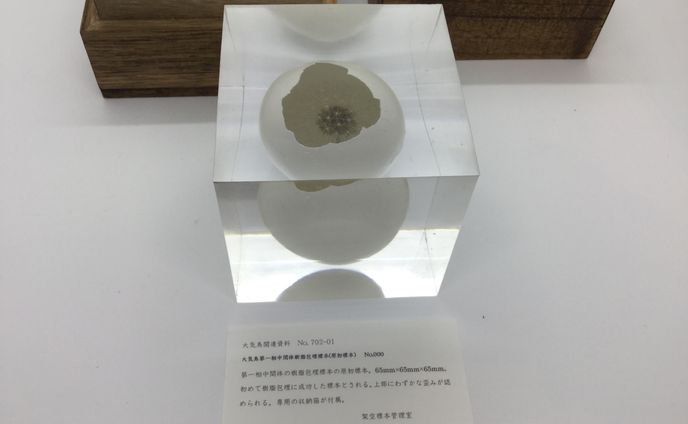 架空標本『大気鳥 第１相中間体標本』
