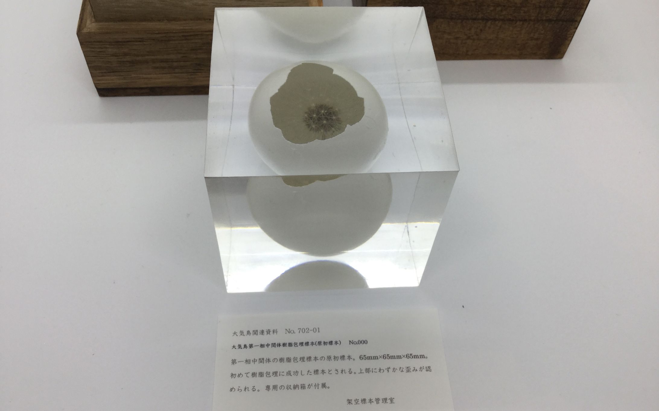架空標本『大気鳥 第１相中間体標本』-1