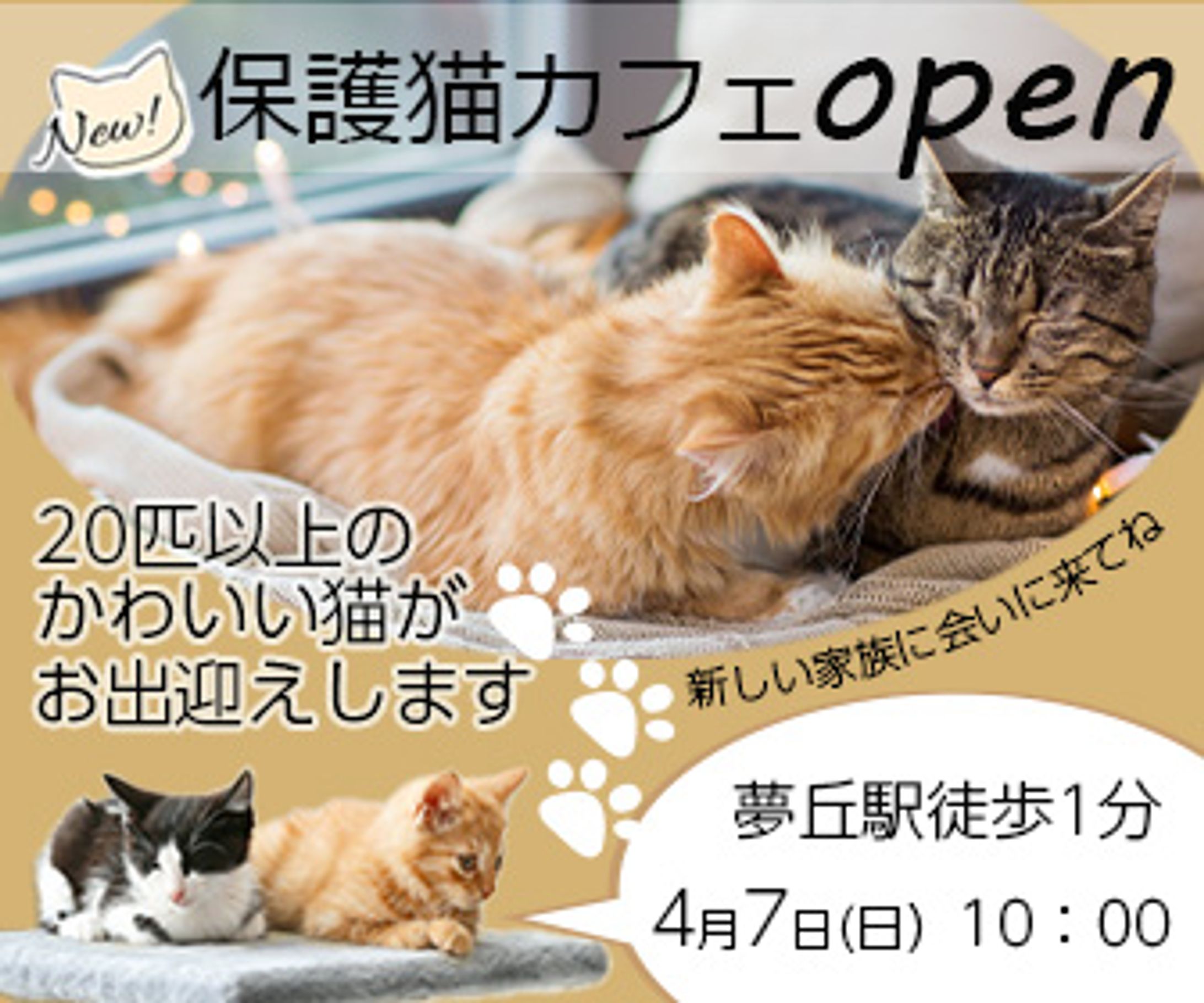 猫カフェ　バナー-1