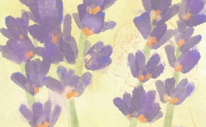 Lavender