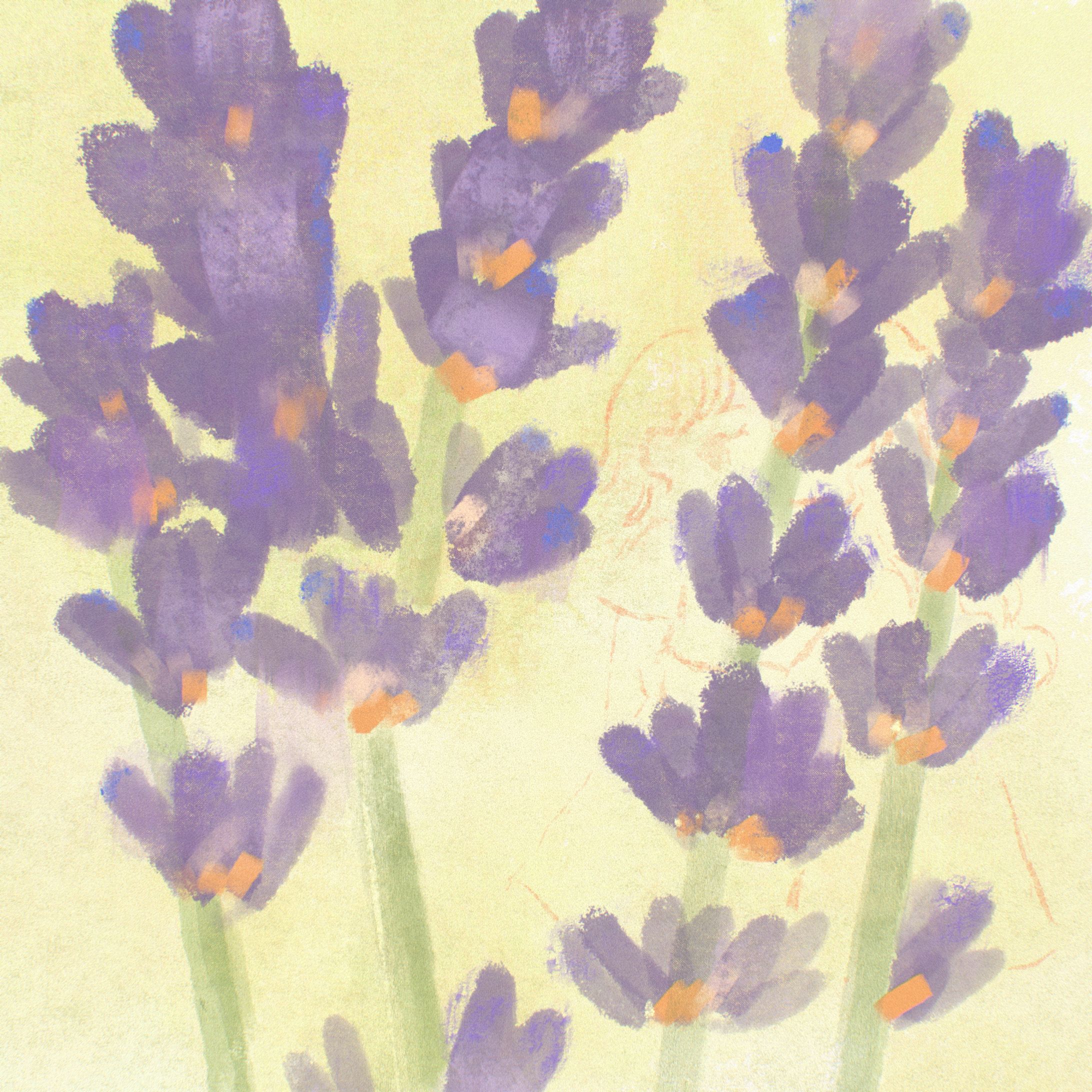 Lavender-1