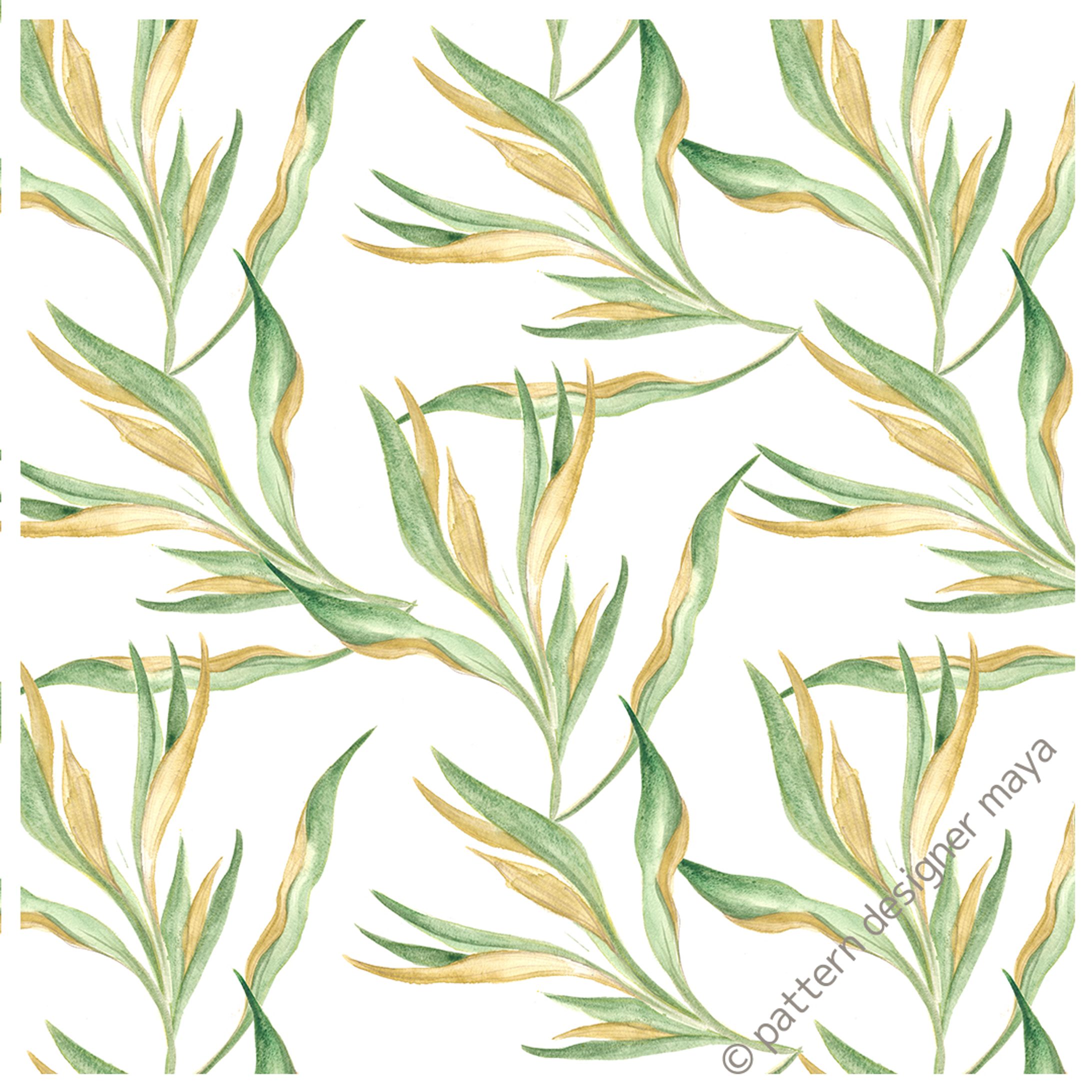 グレビレアゴールド-1