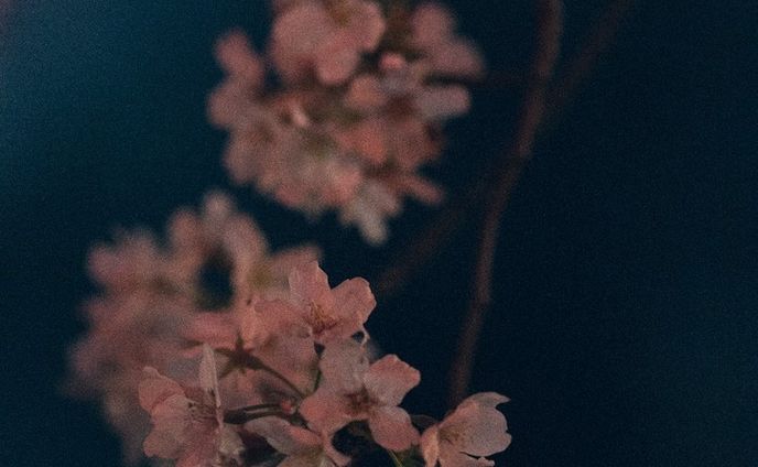 Cerasus #cerasus #sakura #japan #tokyo #flower #tokyo #nakameguro #landscape #lowlights #中目黒 #桜 #夜桜 #東京 #icu_japan