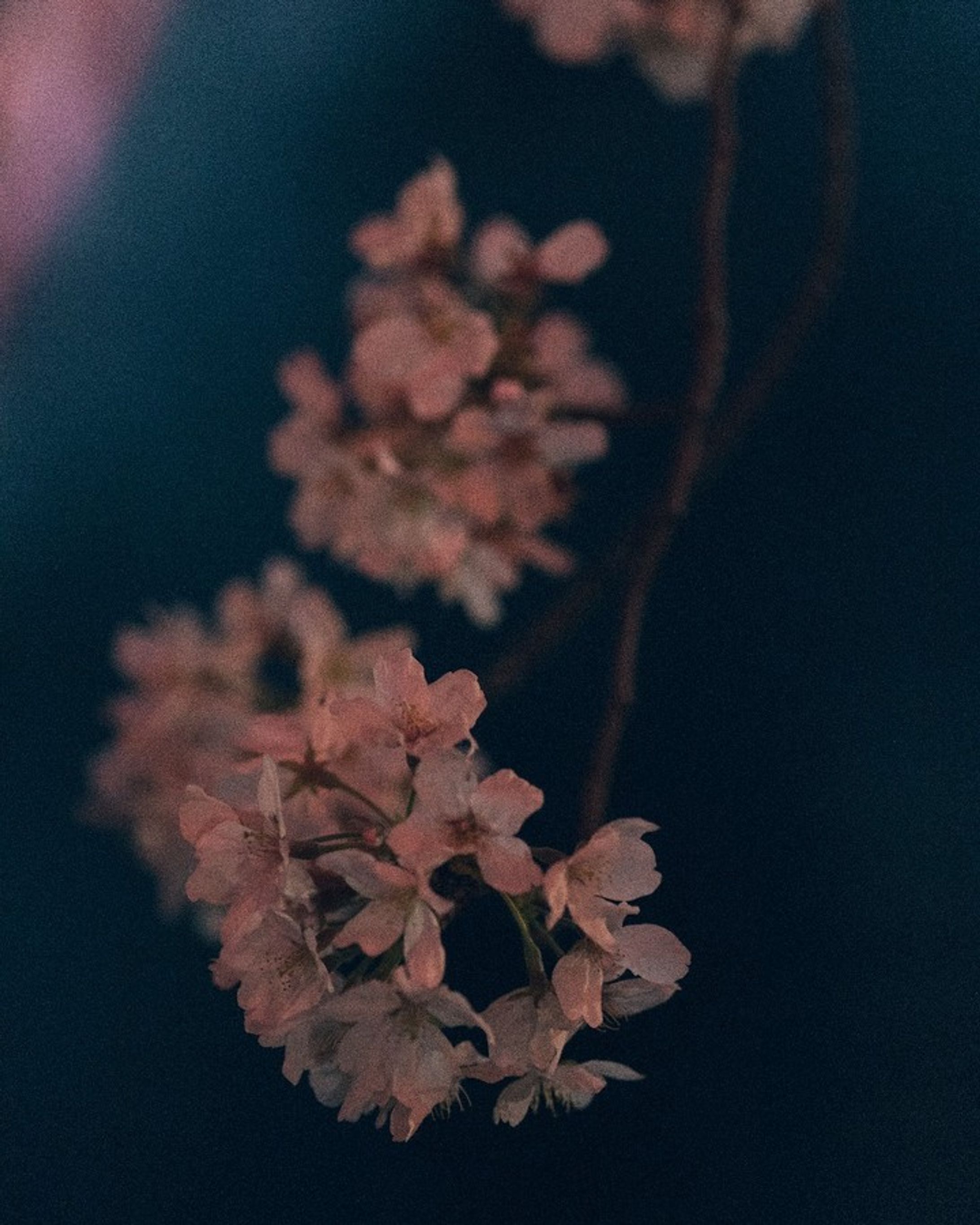 Cerasus #cerasus #sakura #japan #tokyo #flower #tokyo #nakameguro #landscape #lowlights #中目黒 #桜 #夜桜 #東京 #icu_japan-1