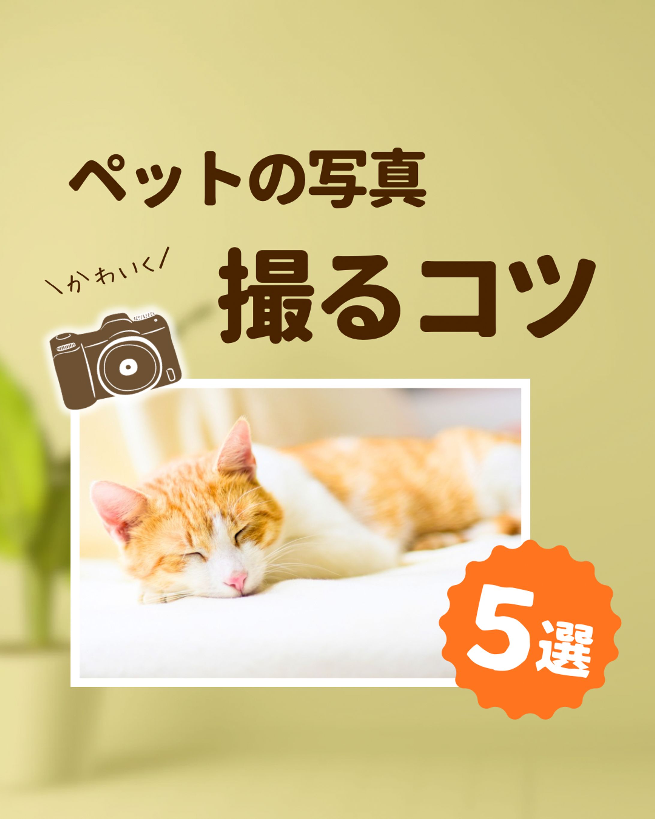 【ペットの写真を撮るコツ】インスタグラム投稿用　画像制作-1