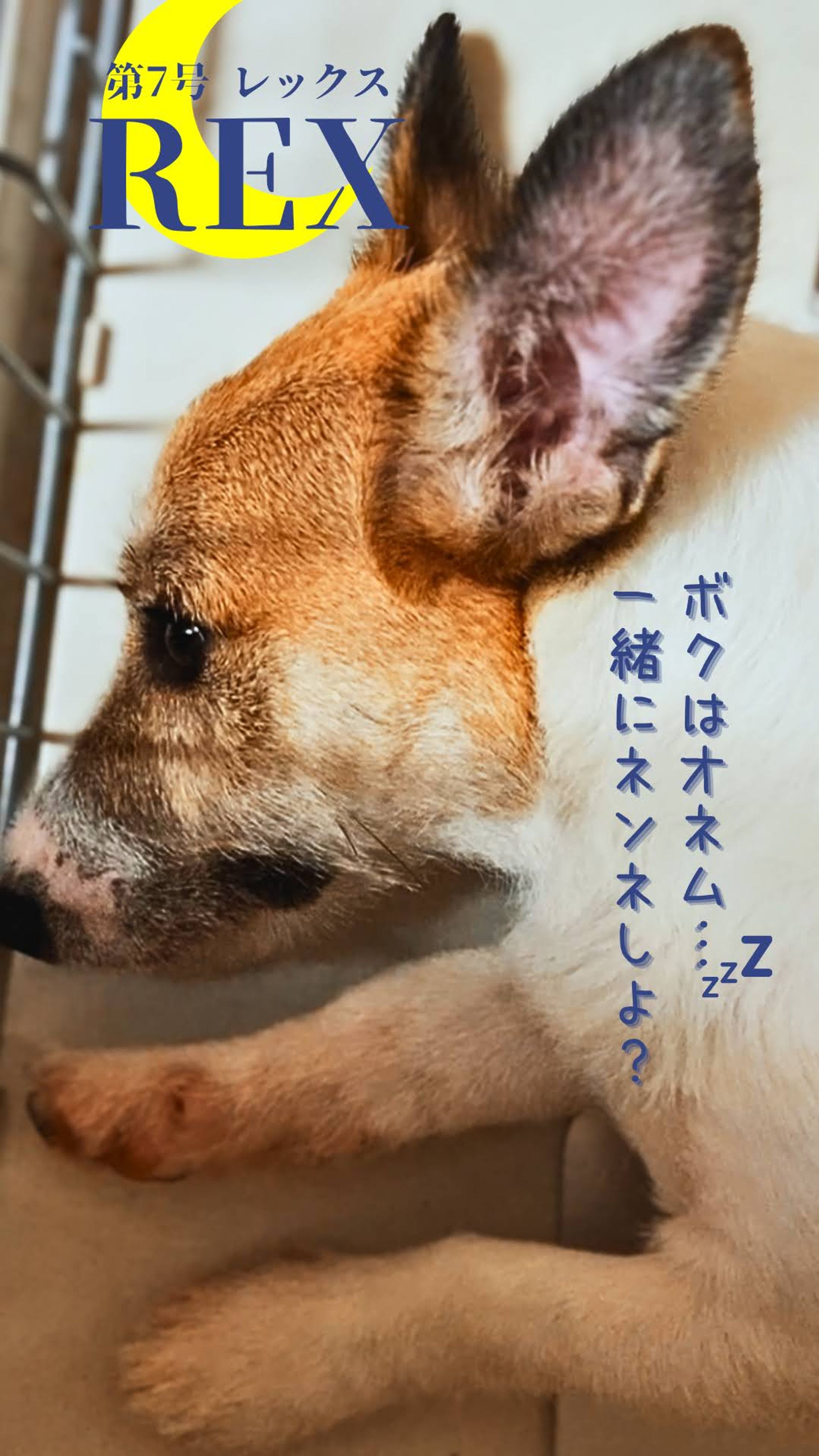 Canva/雑誌風デザイン（7）-1