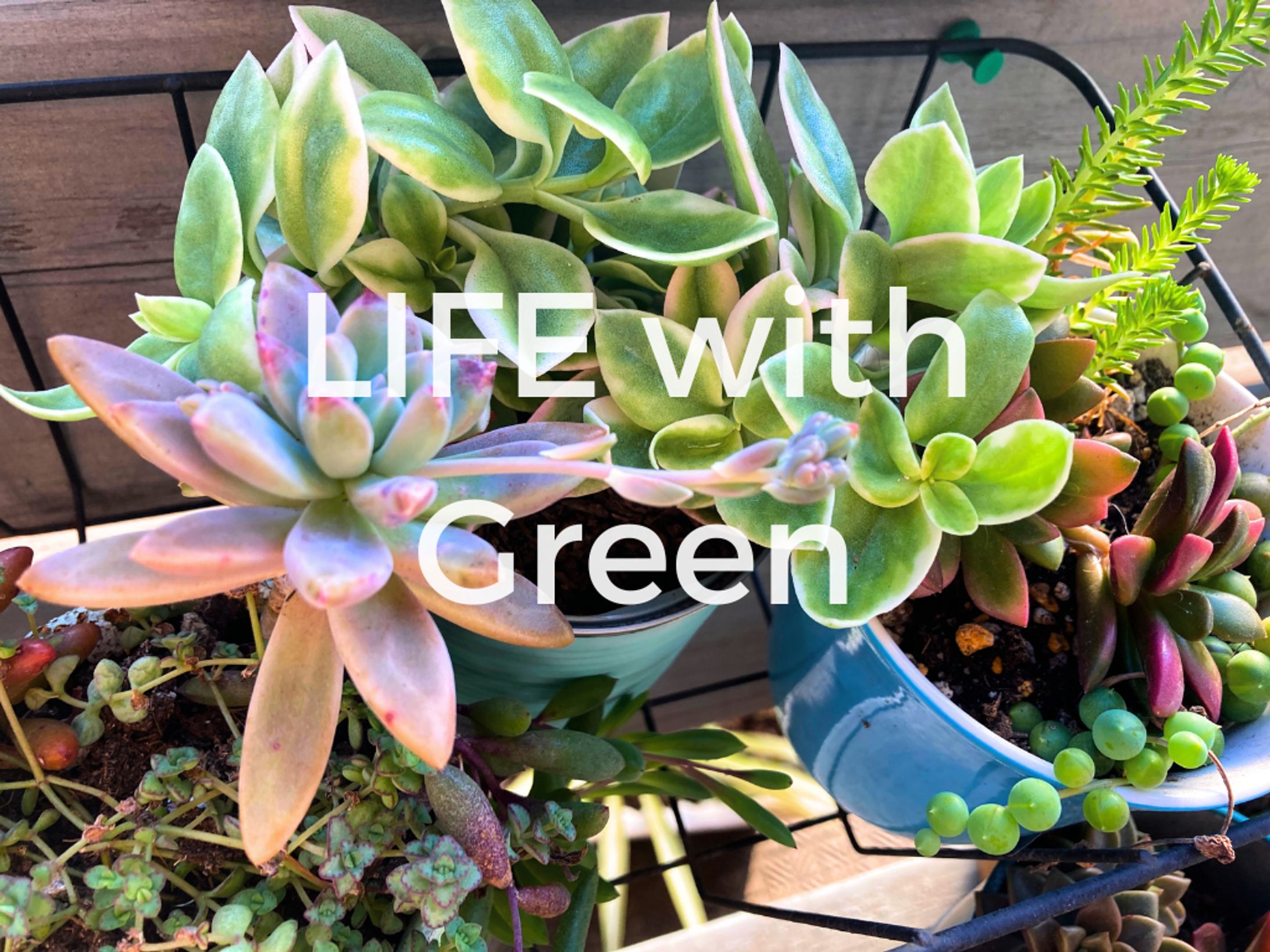 LIFE with Green-1