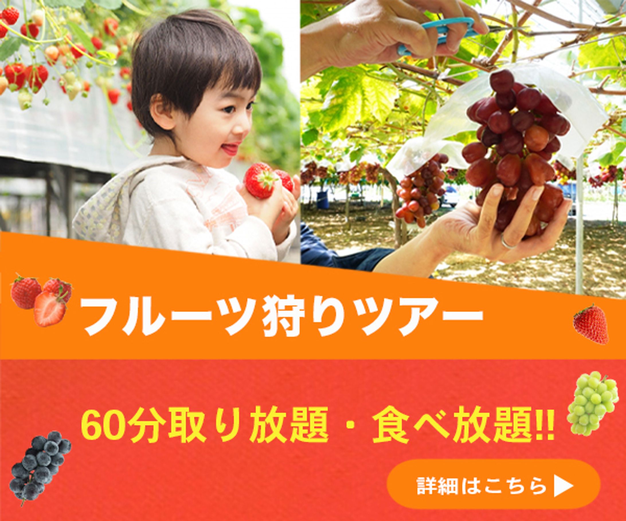 バナー　フルーツ狩りツアー-1