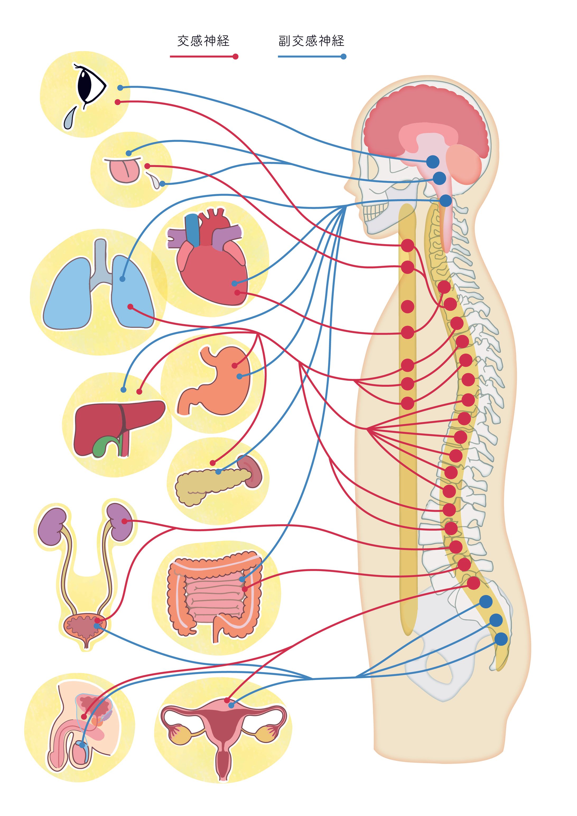 自律神経説明用イラスト-1
