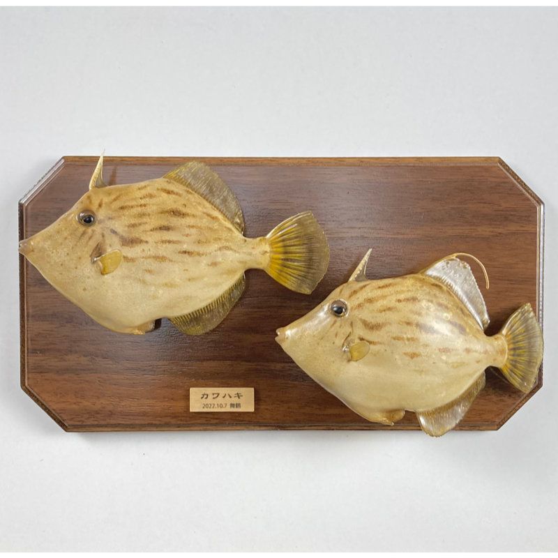 はるき 本物！カワセミのツガイ、剥製、美品 はるき様専用 本物