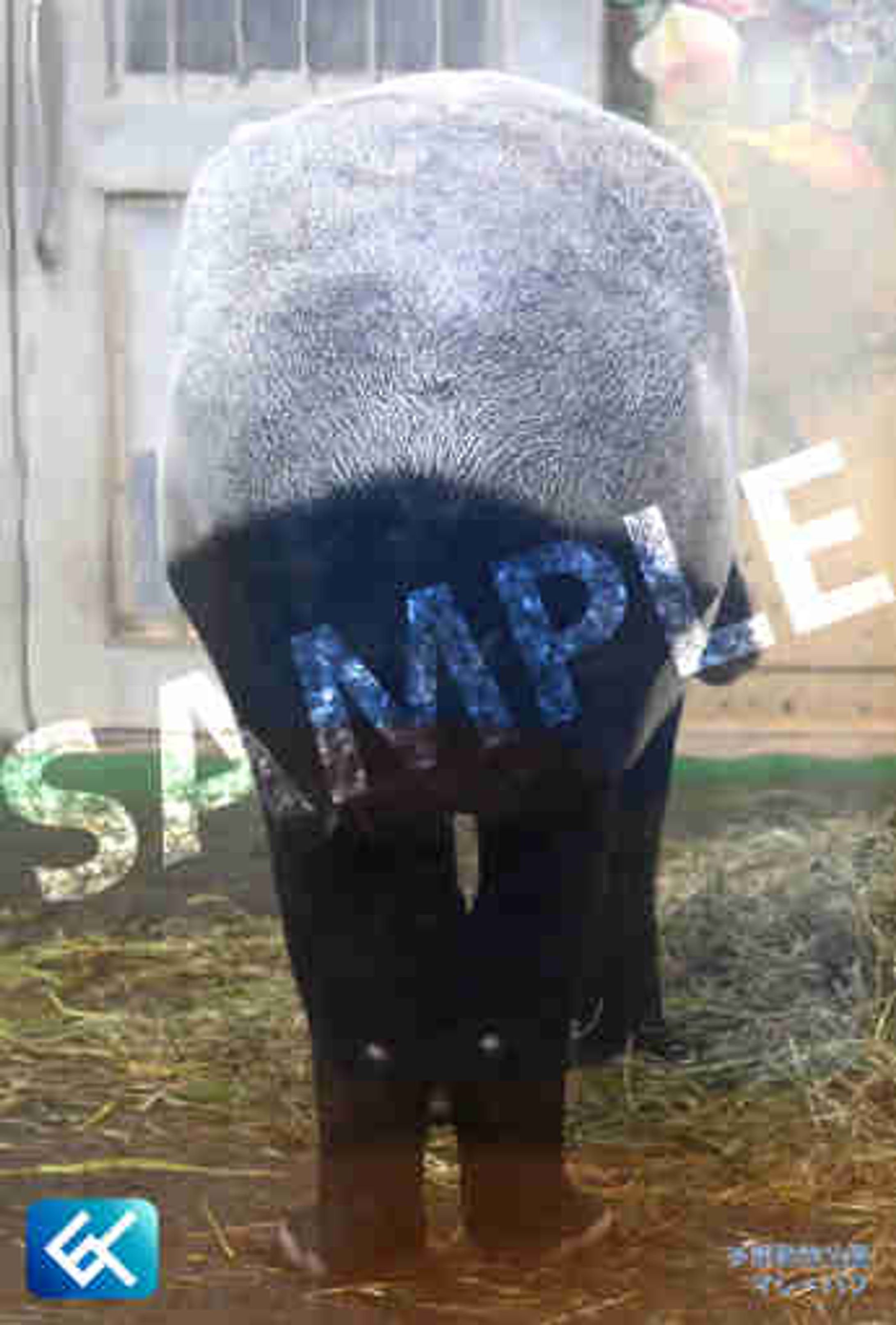 014 マレーバク (多摩動物公園)-1