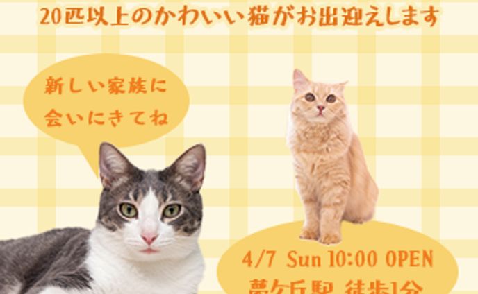 保護猫カフェのオープン告知