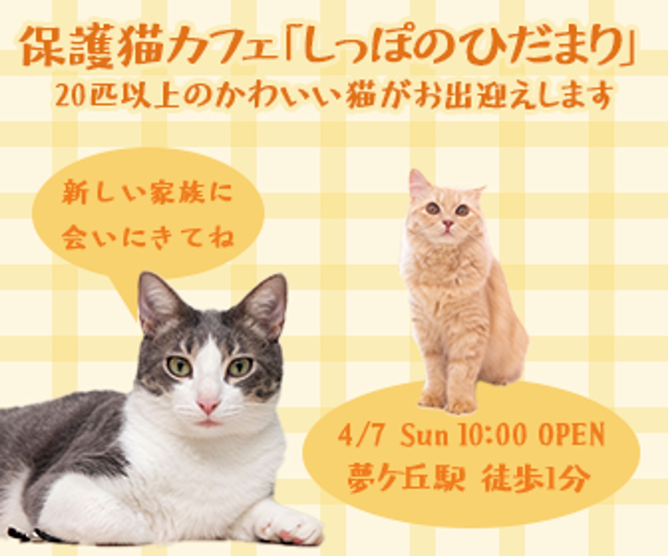保護猫カフェのオープン告知-1