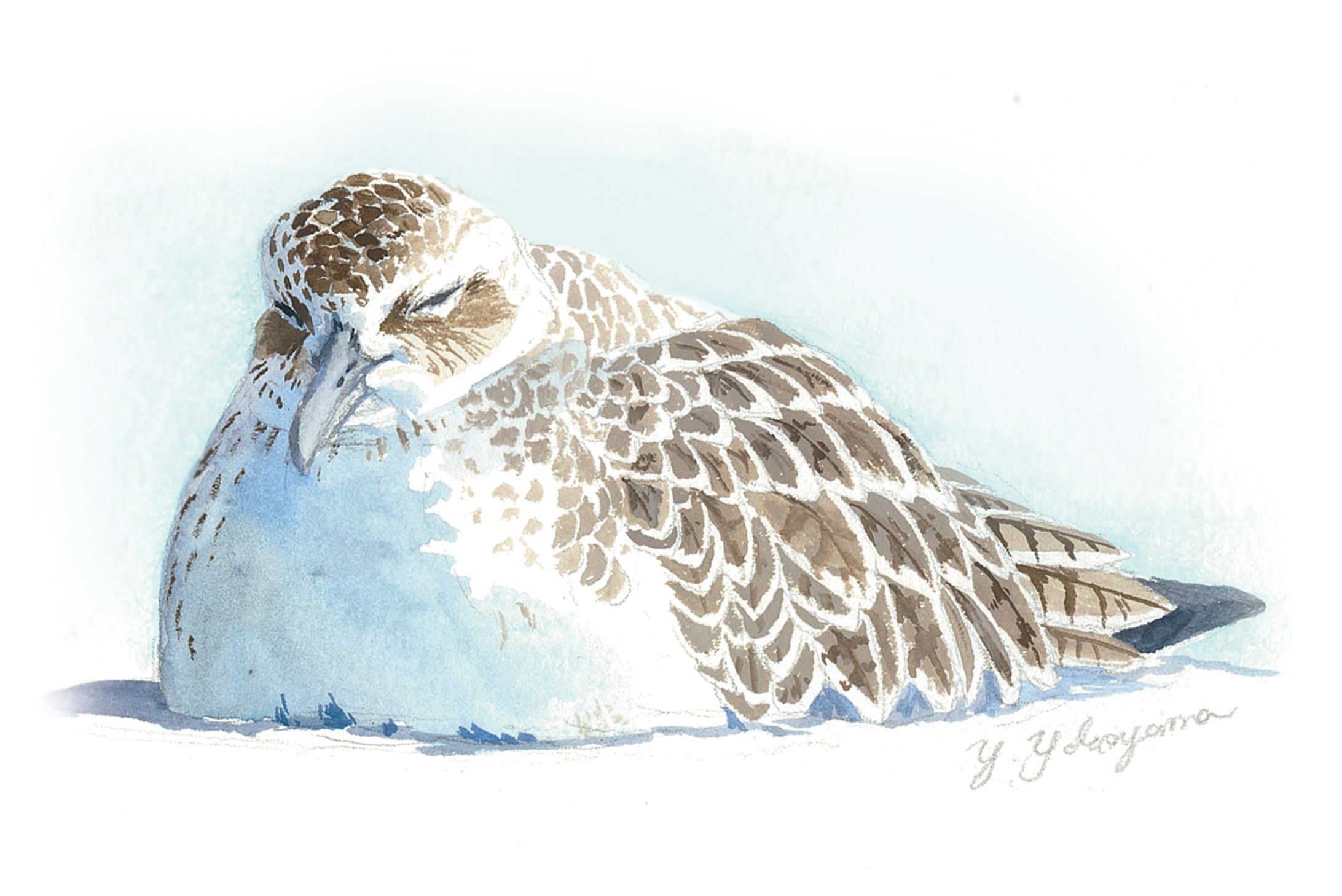 眠るダイゼン-1