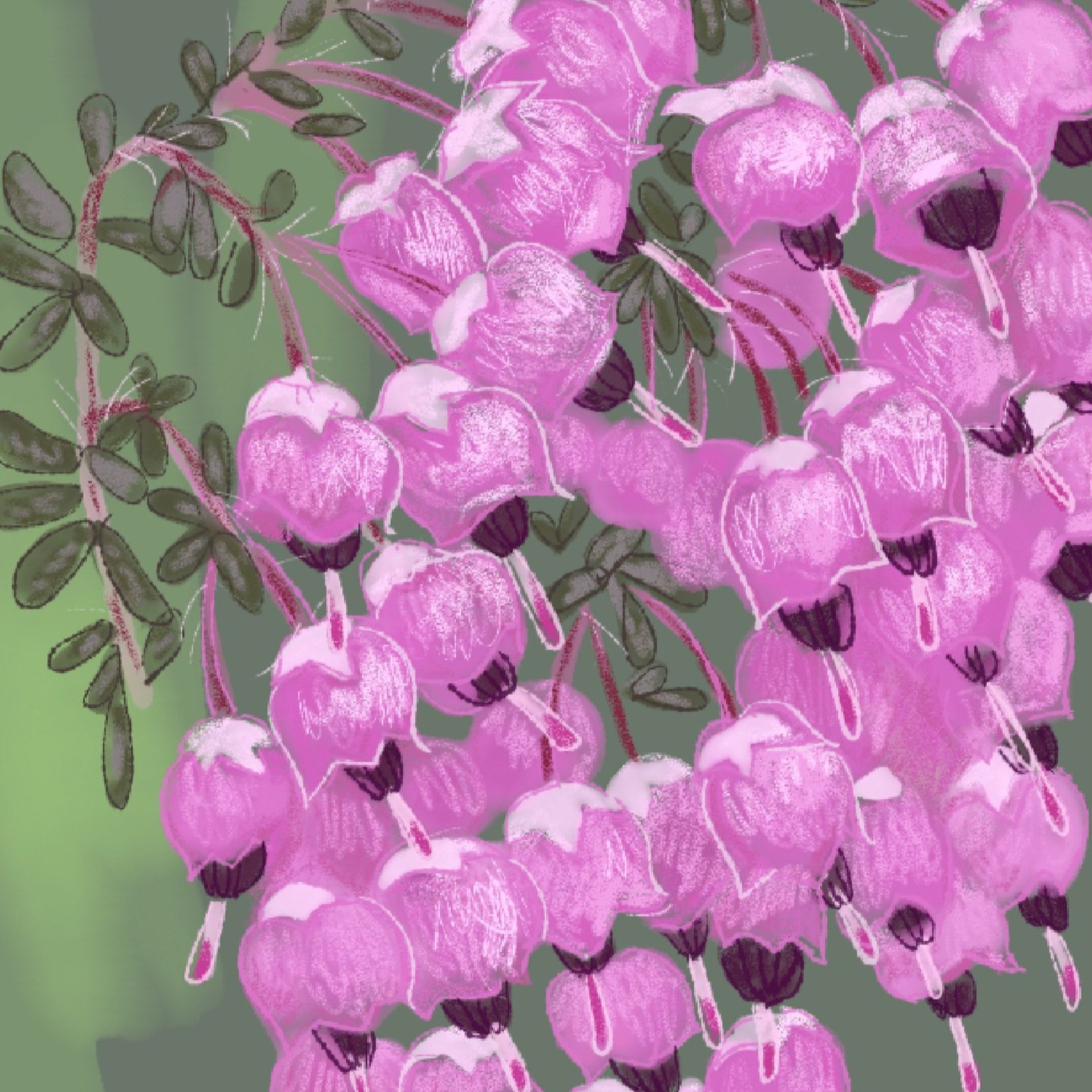 花のイラスト　エリカ-1