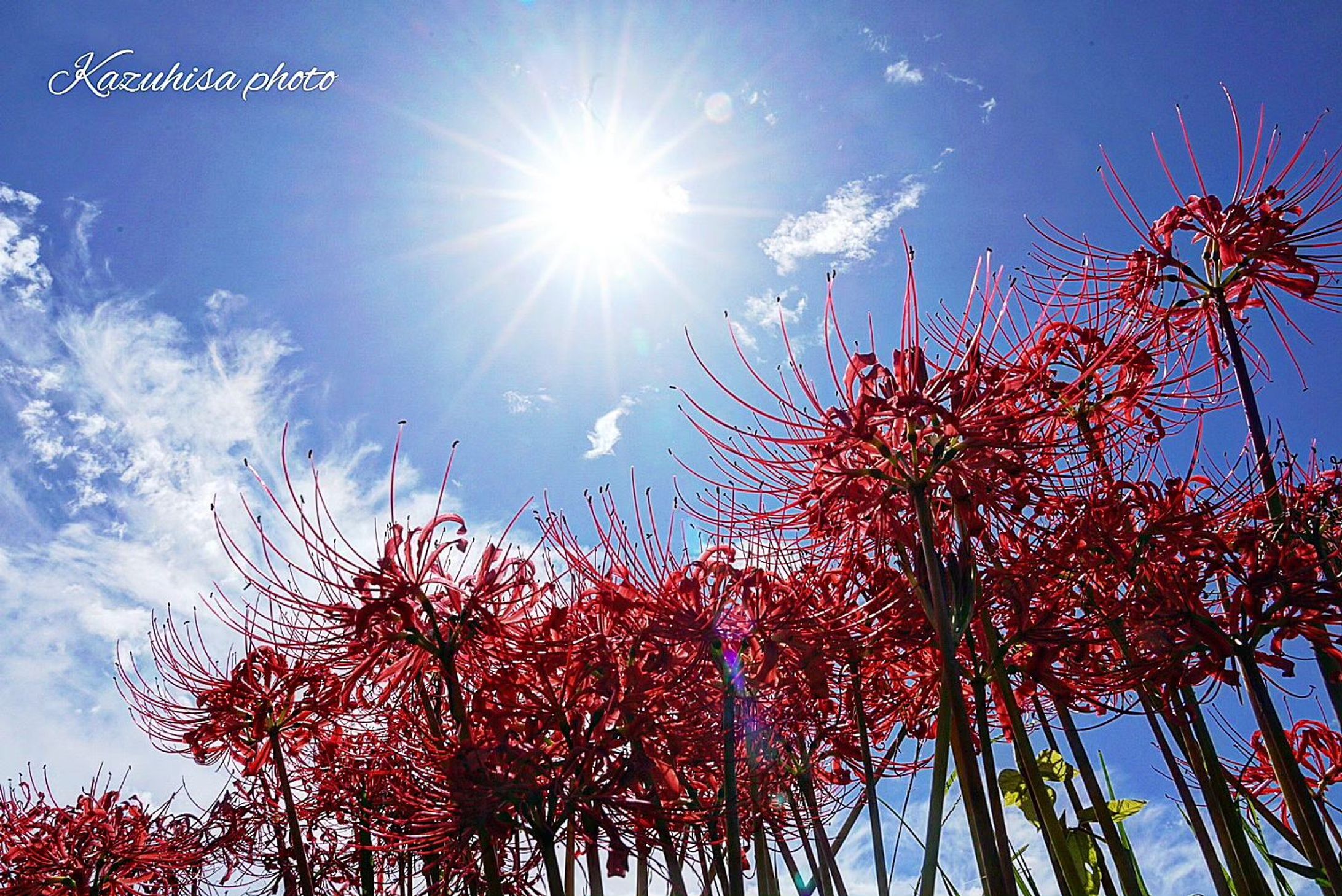 彼岸花　red spider lily-1