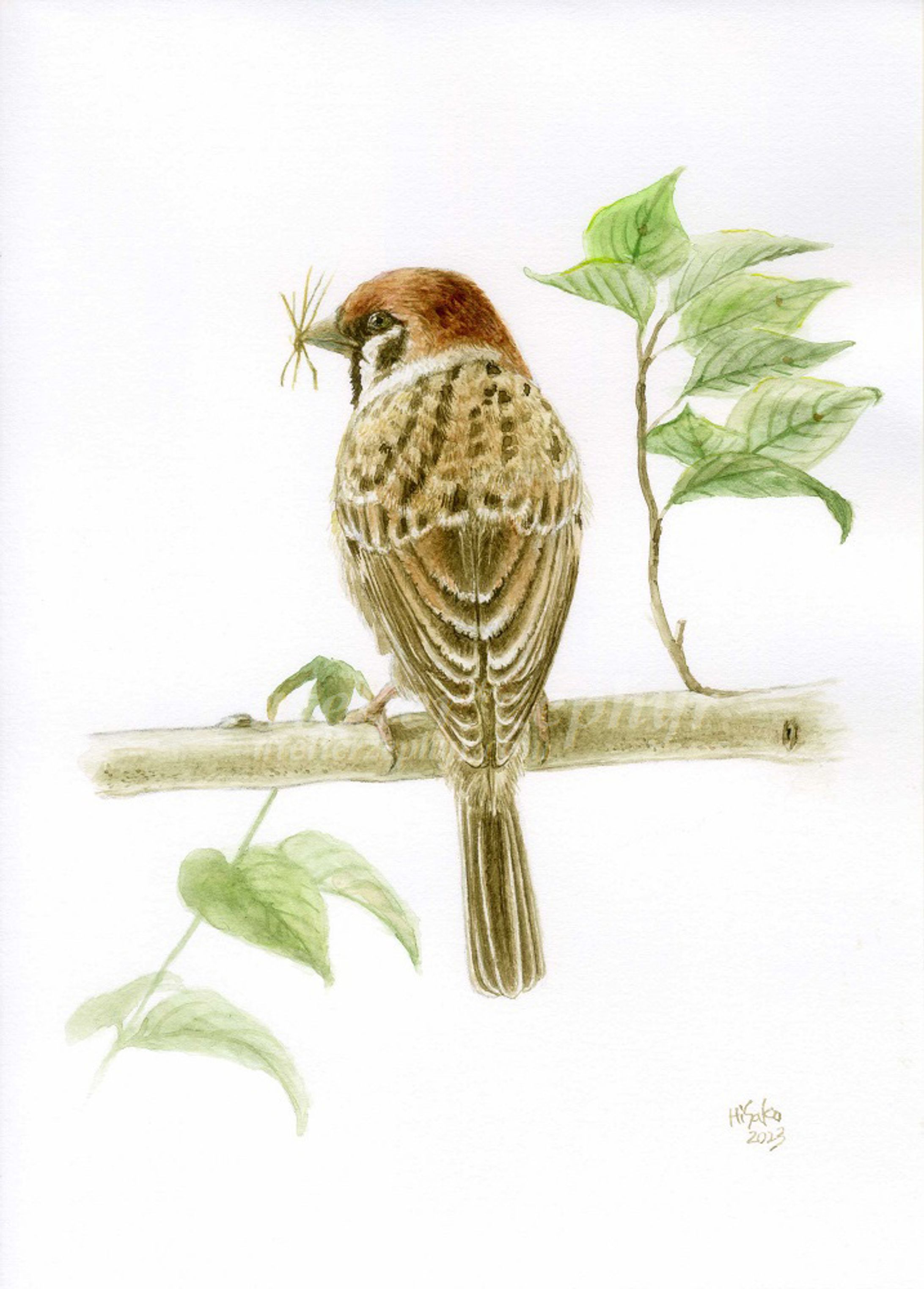 巣材を運ぶスズメ / Sparrow carrying nesting material-1