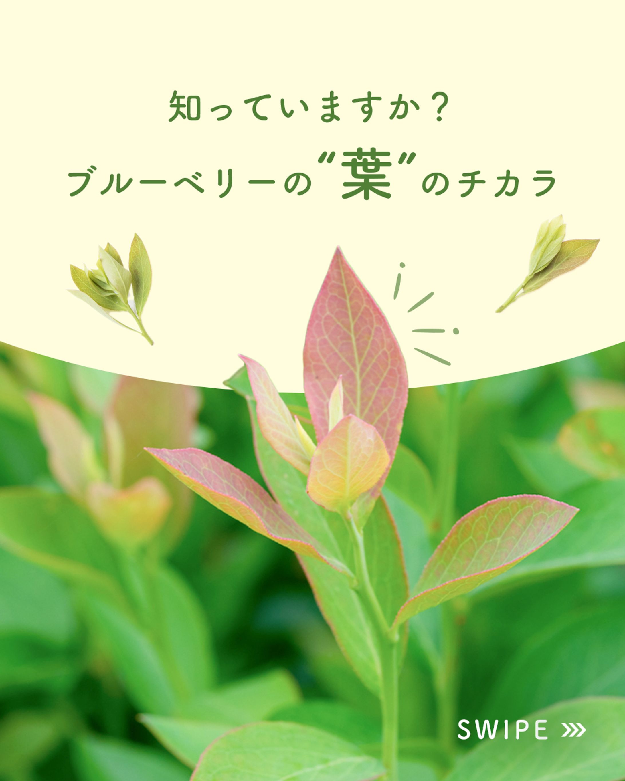 【実績案件】Instagram投稿デザイン-1