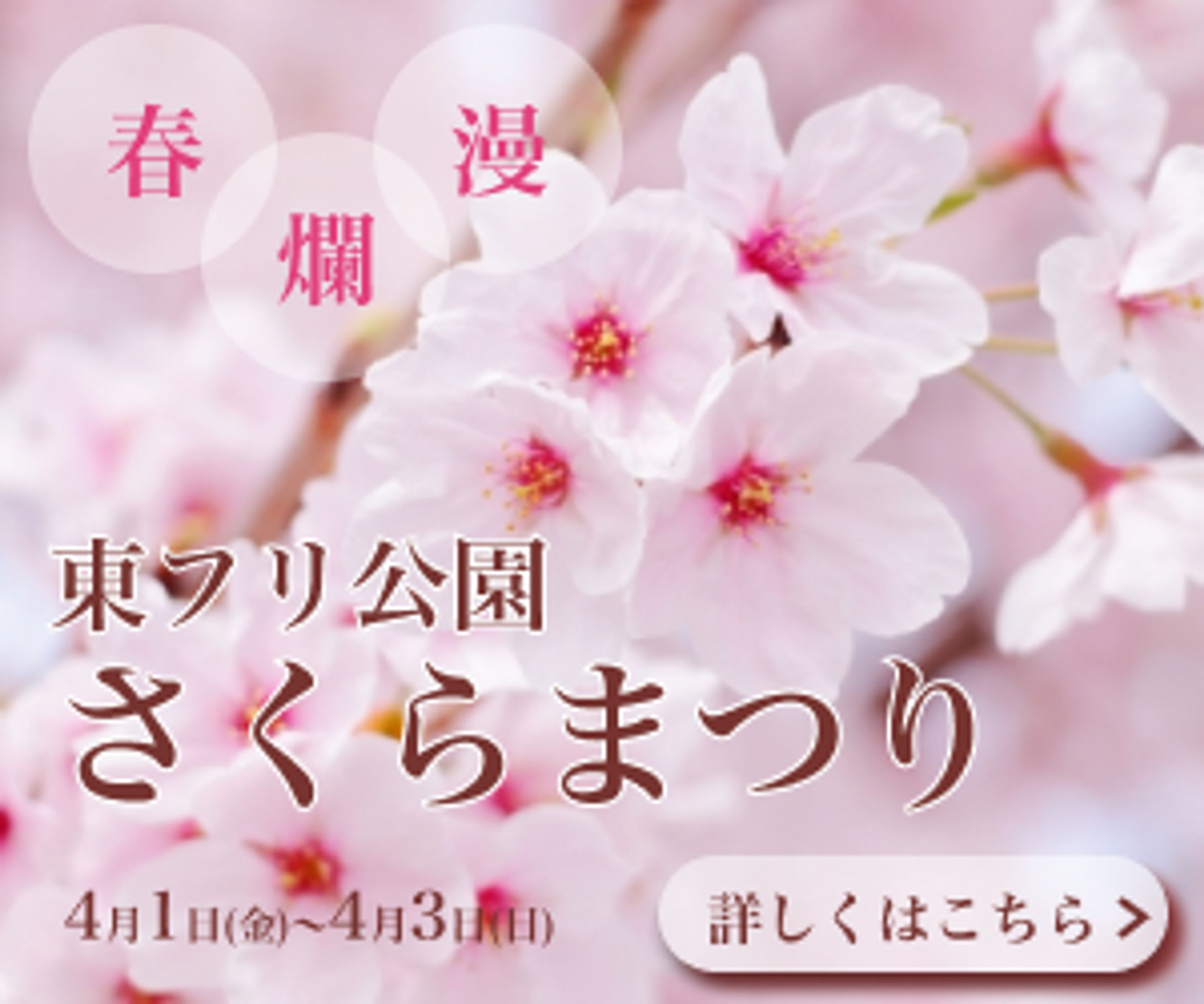 【バナー】桜祭り-1