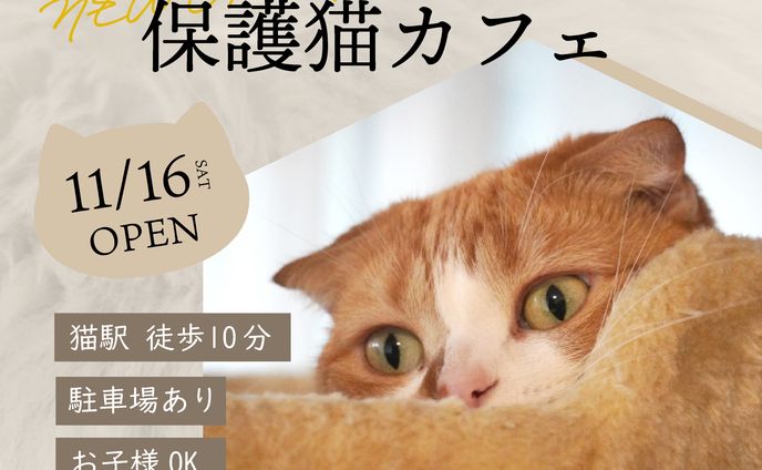【架空】保護猫カフェバナー