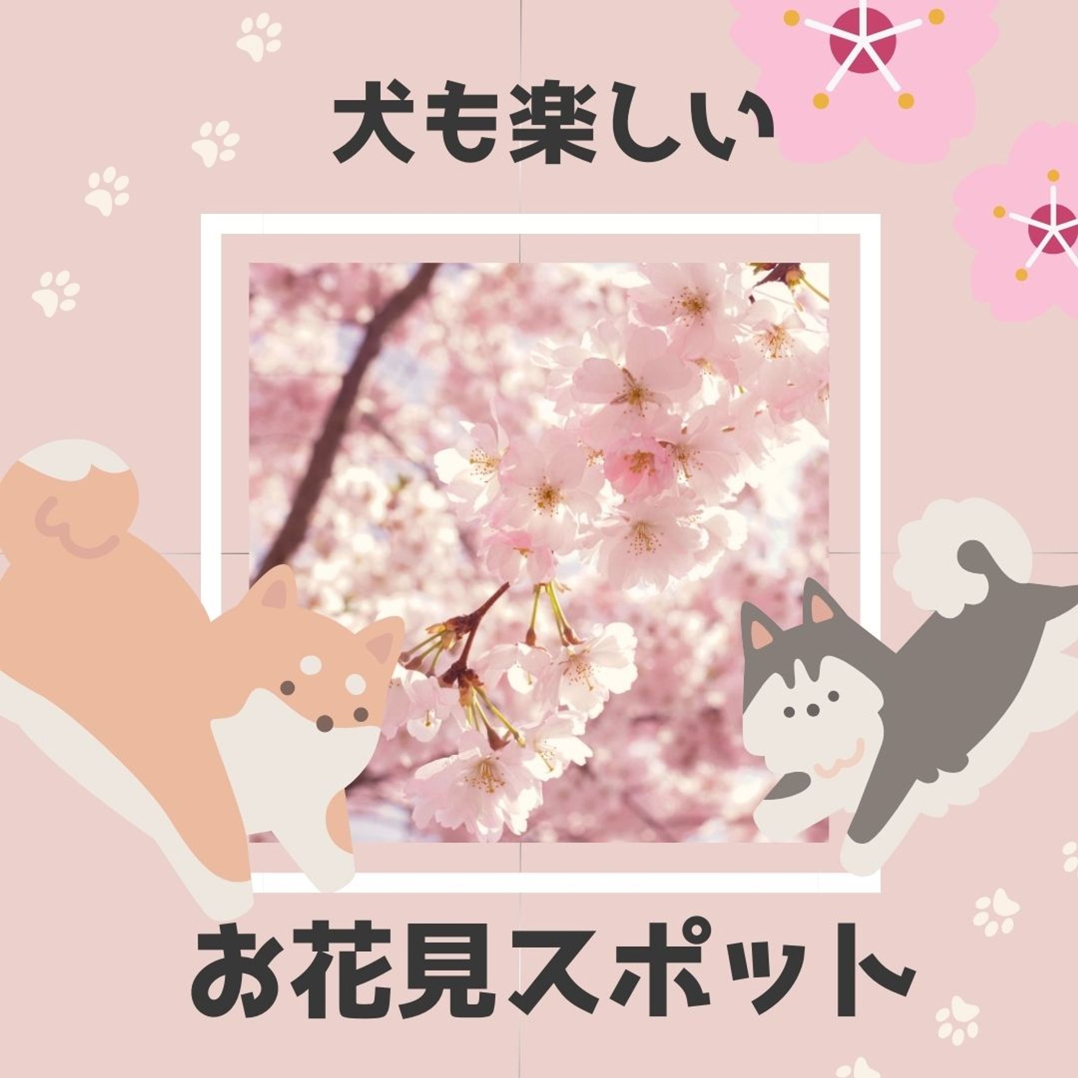 instagram用犬とお花見投稿画像-1