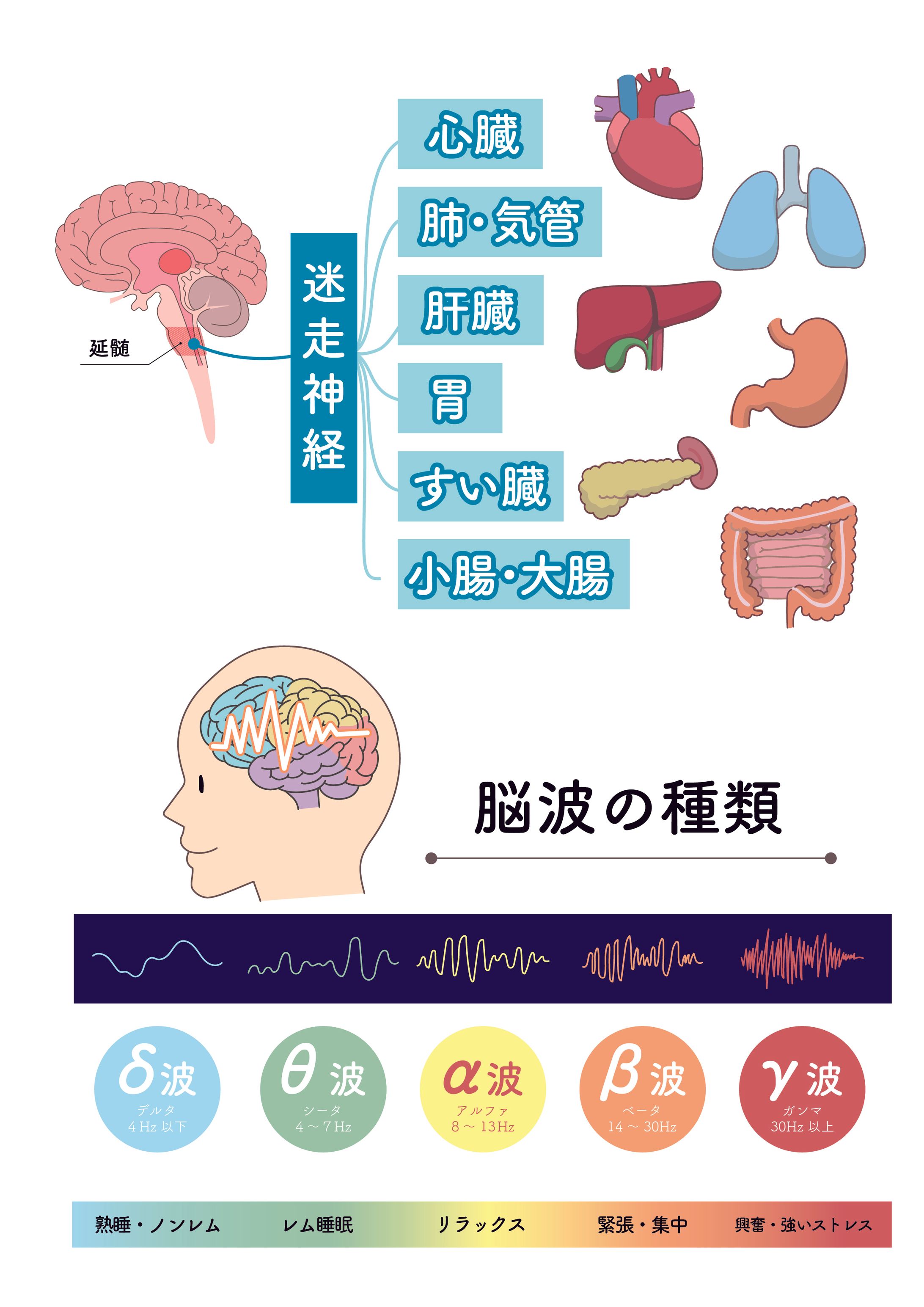 自律神経説明用イラスト-1