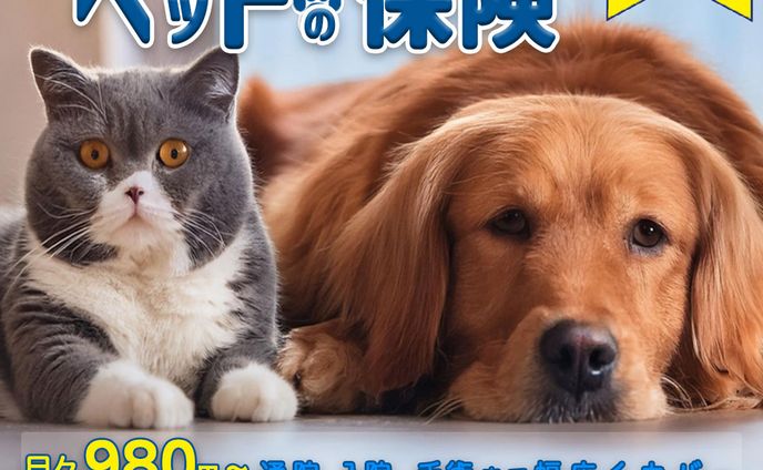 ペット保険（実案件）