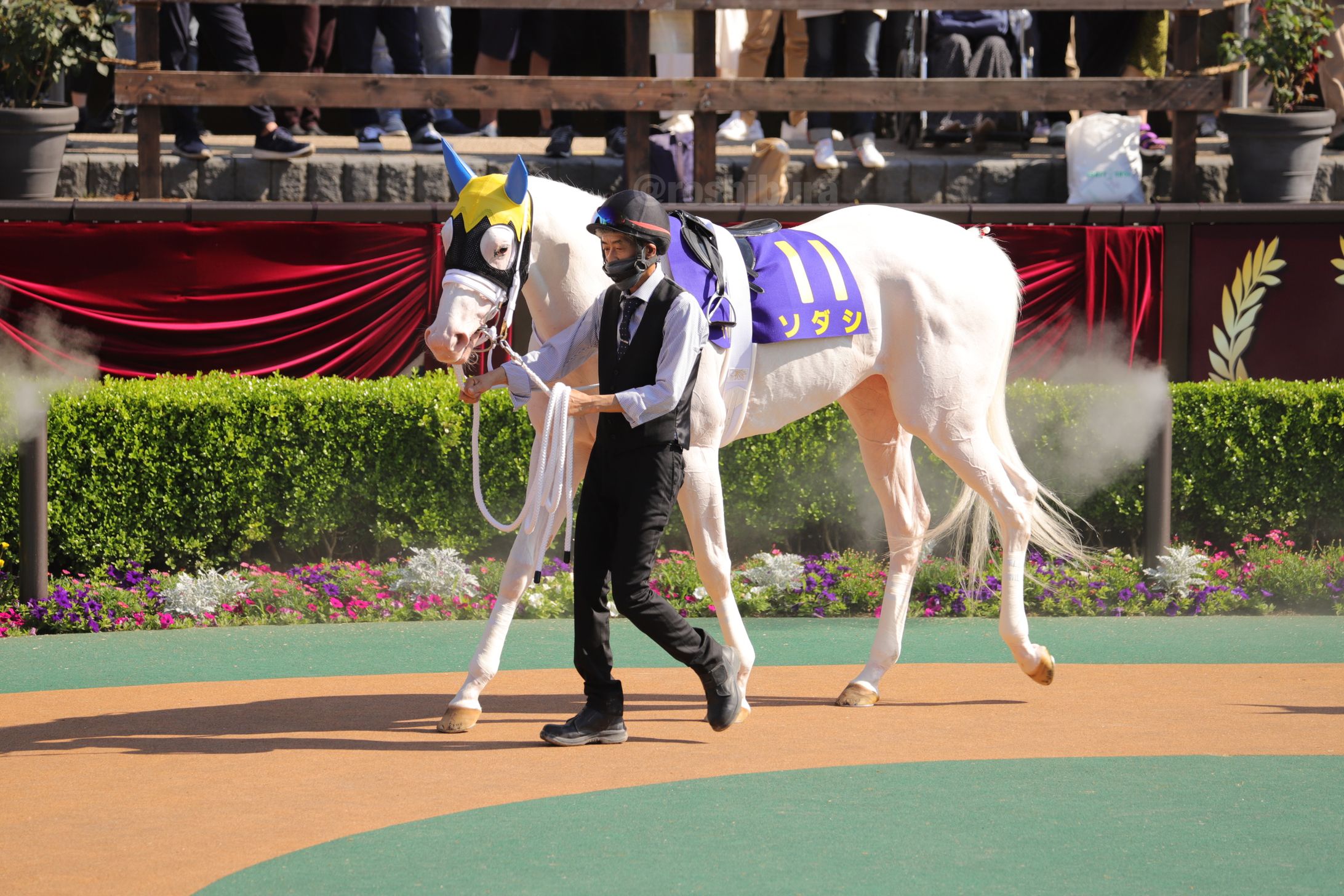 Sodashi Yushun Himba (Japanese Oaks) Paddock-1