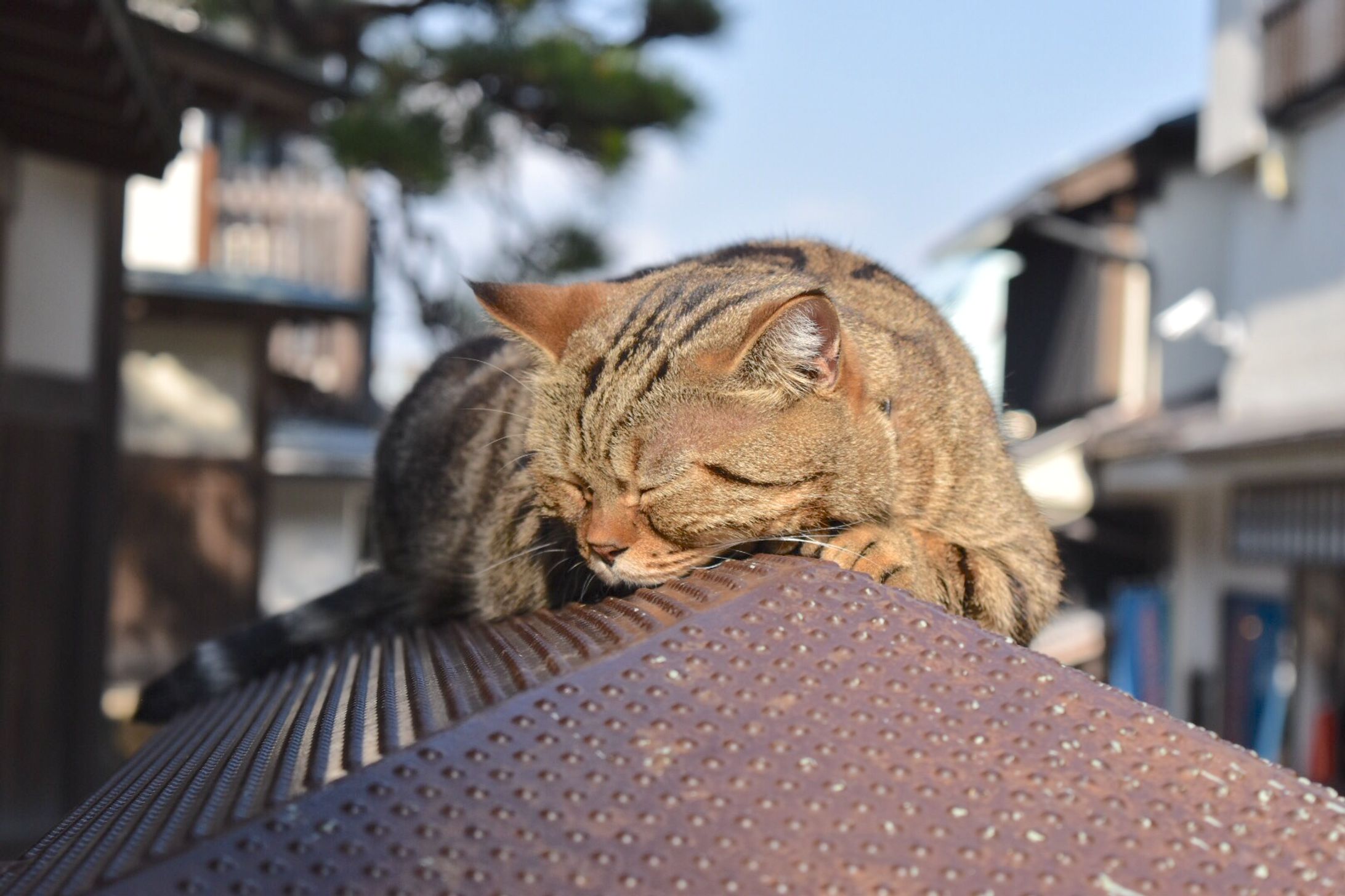 【写真】動物-1