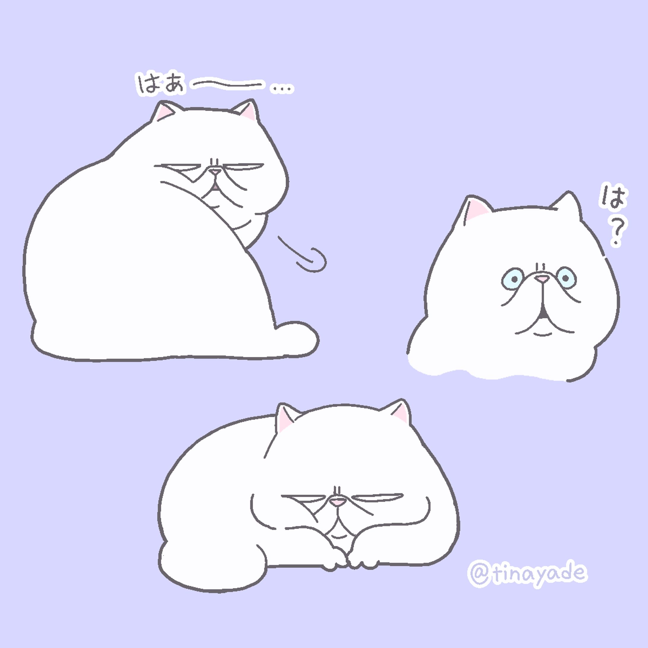 ずっと不機嫌なネコ-1
