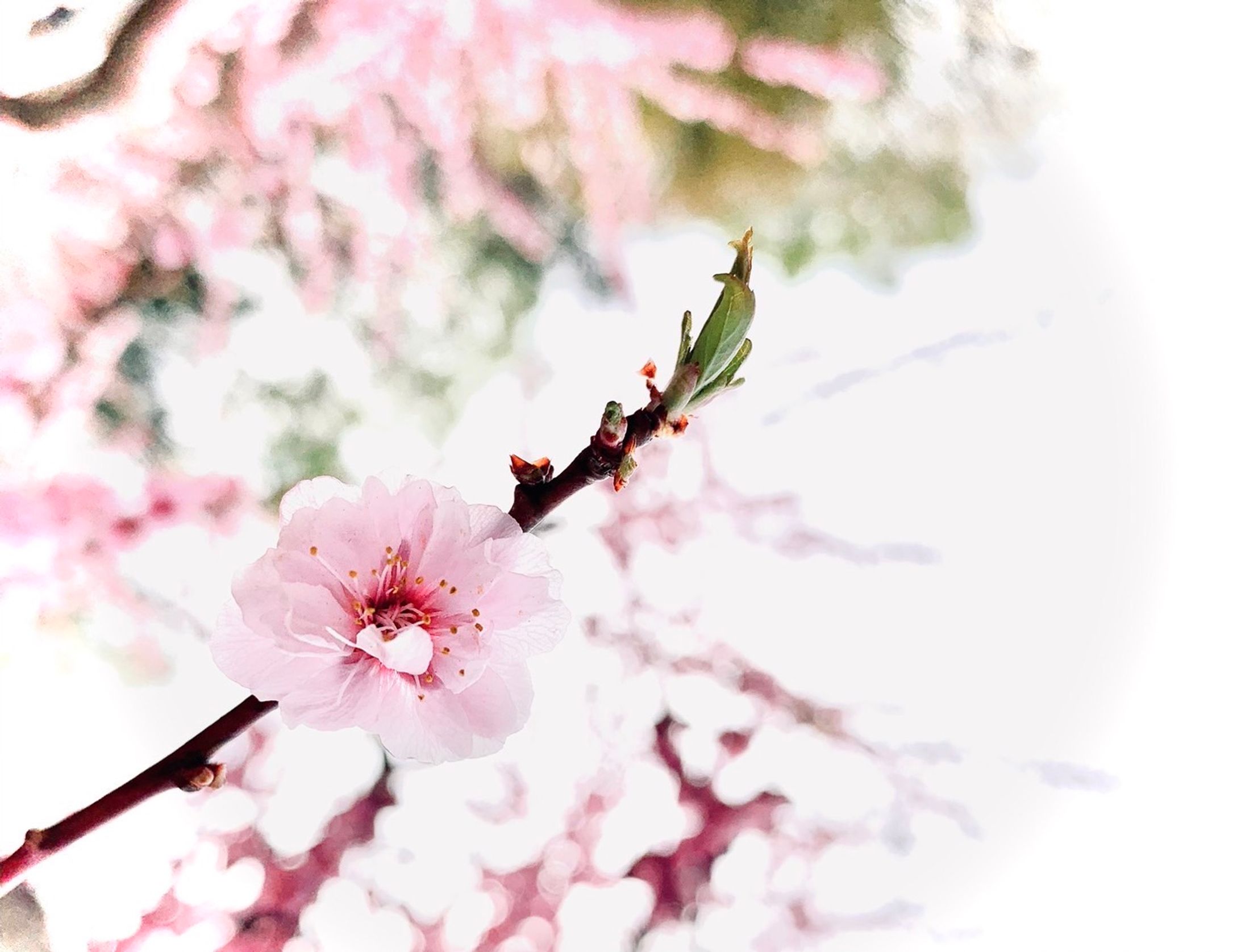header-1