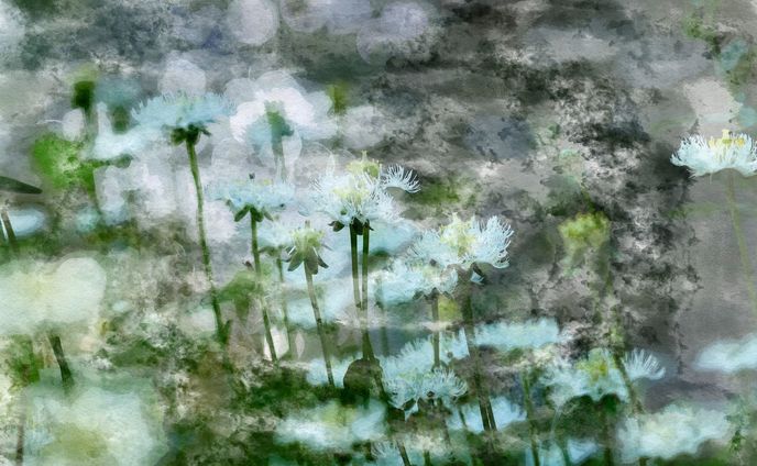 シラヒゲソウ　水彩画風