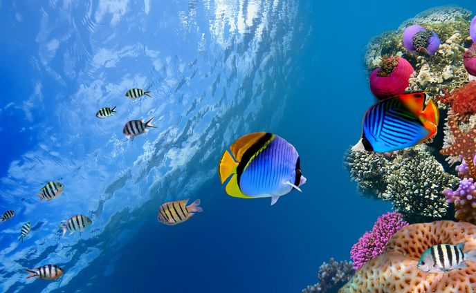 blue coral reef ocean sea 1564673 wallhere.com