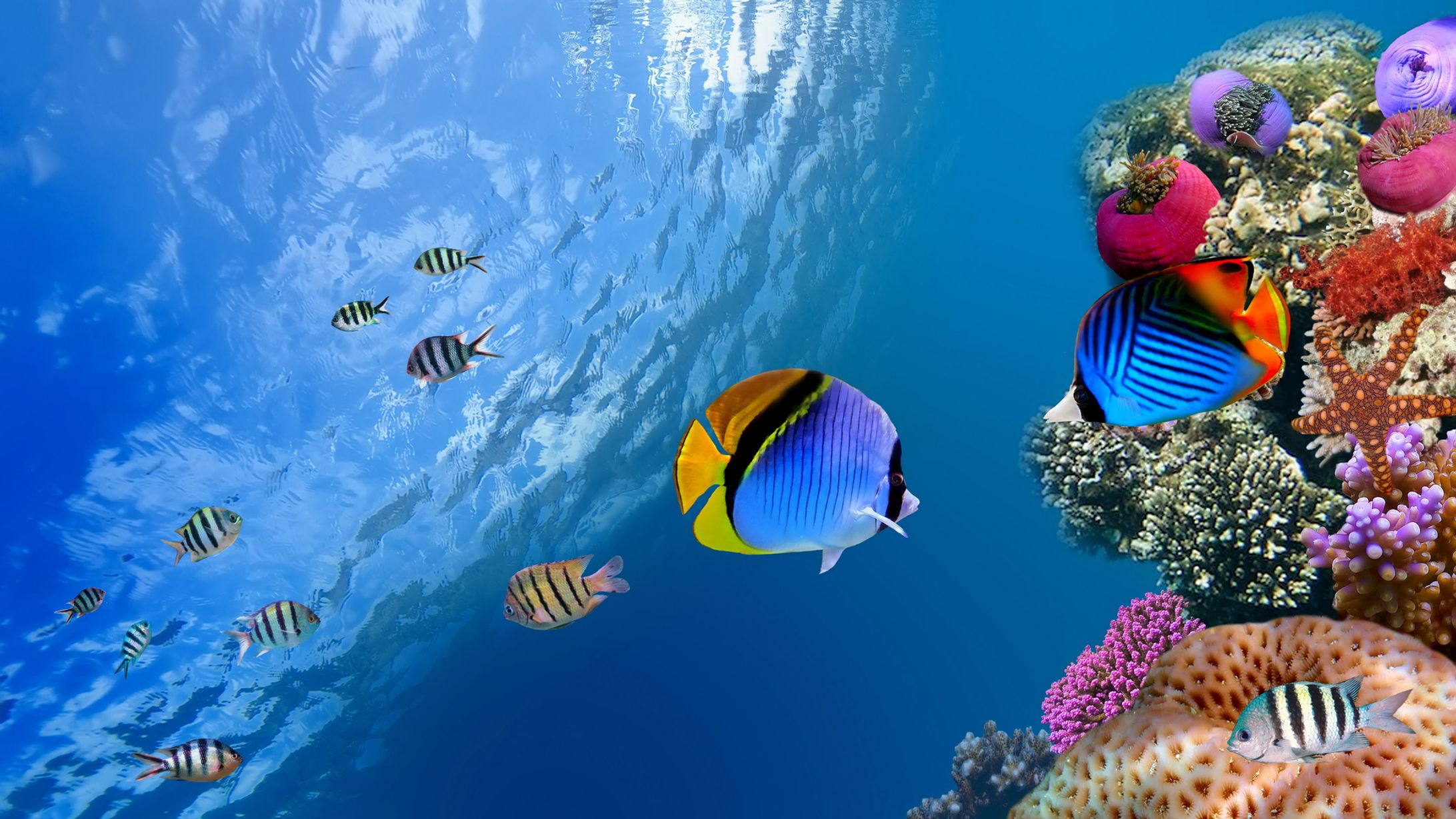 blue coral reef ocean sea 1564673 wallhere.com-1