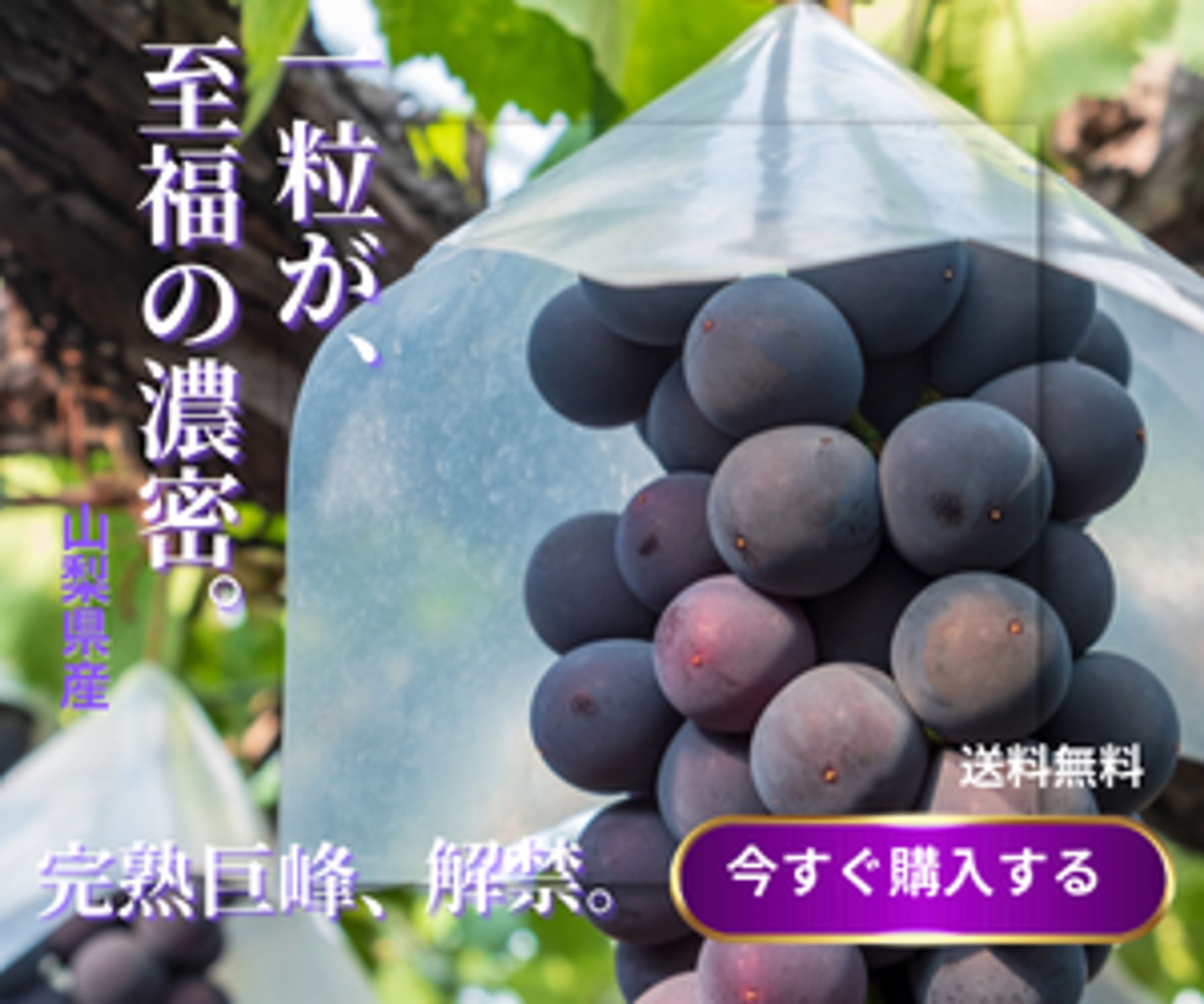 完熟巨峰のバナー-1