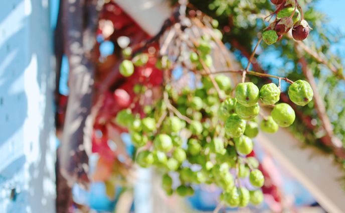 photo_harvestSeason