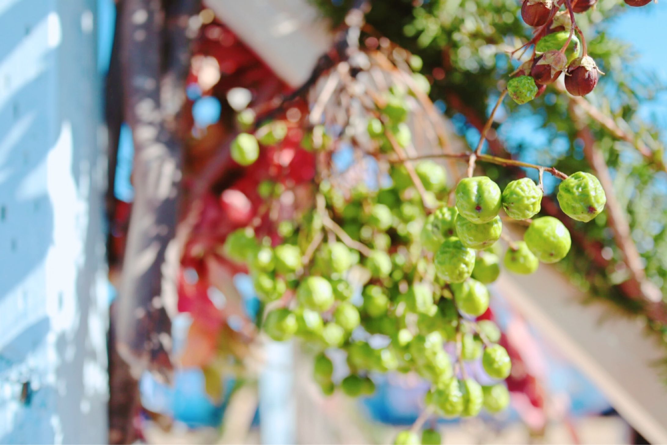 photo_harvestSeason-1