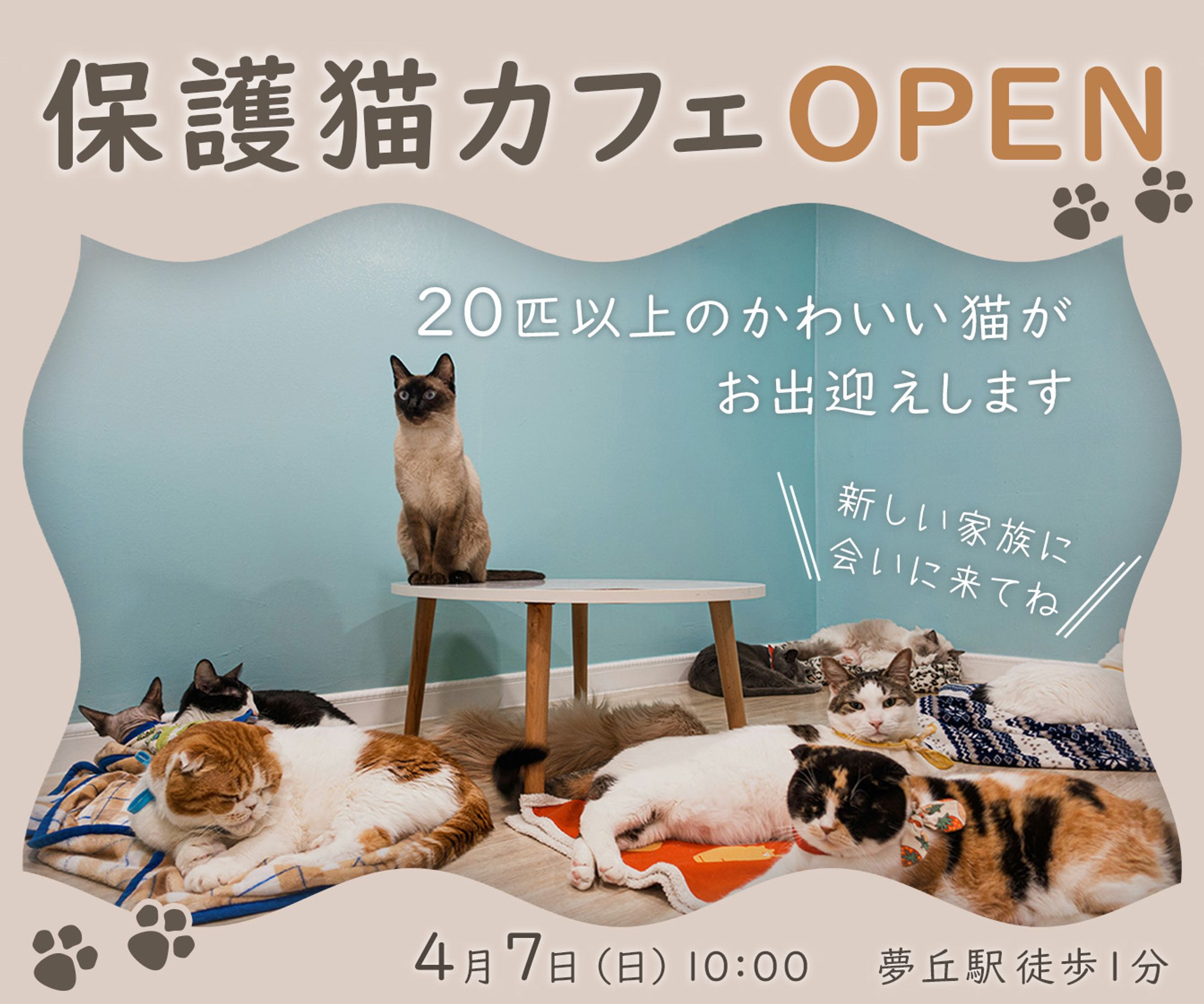 保護猫カフェバナー-1