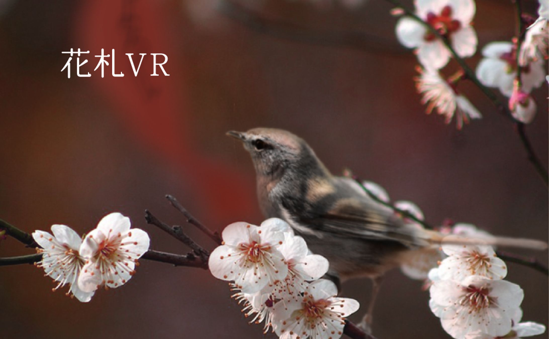 花札VR-1