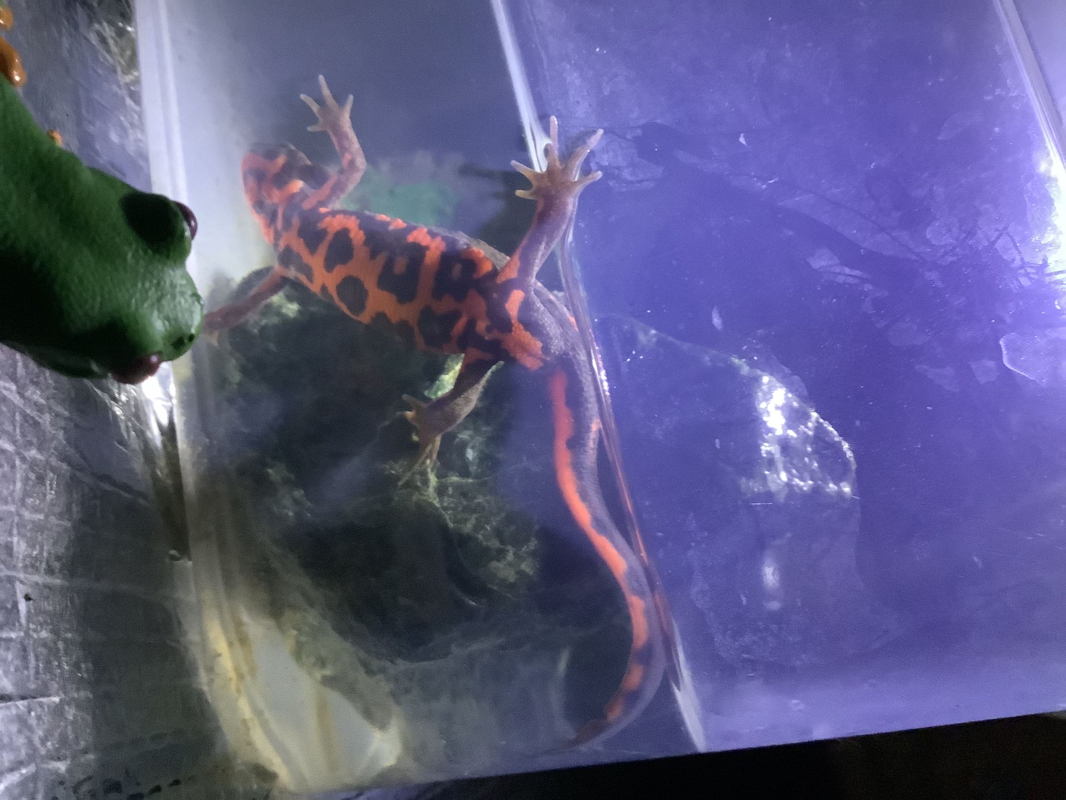 アカハライモリ-1
