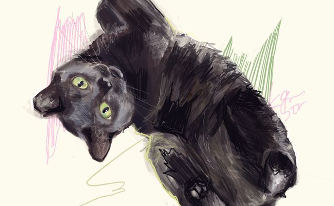 黒猫
