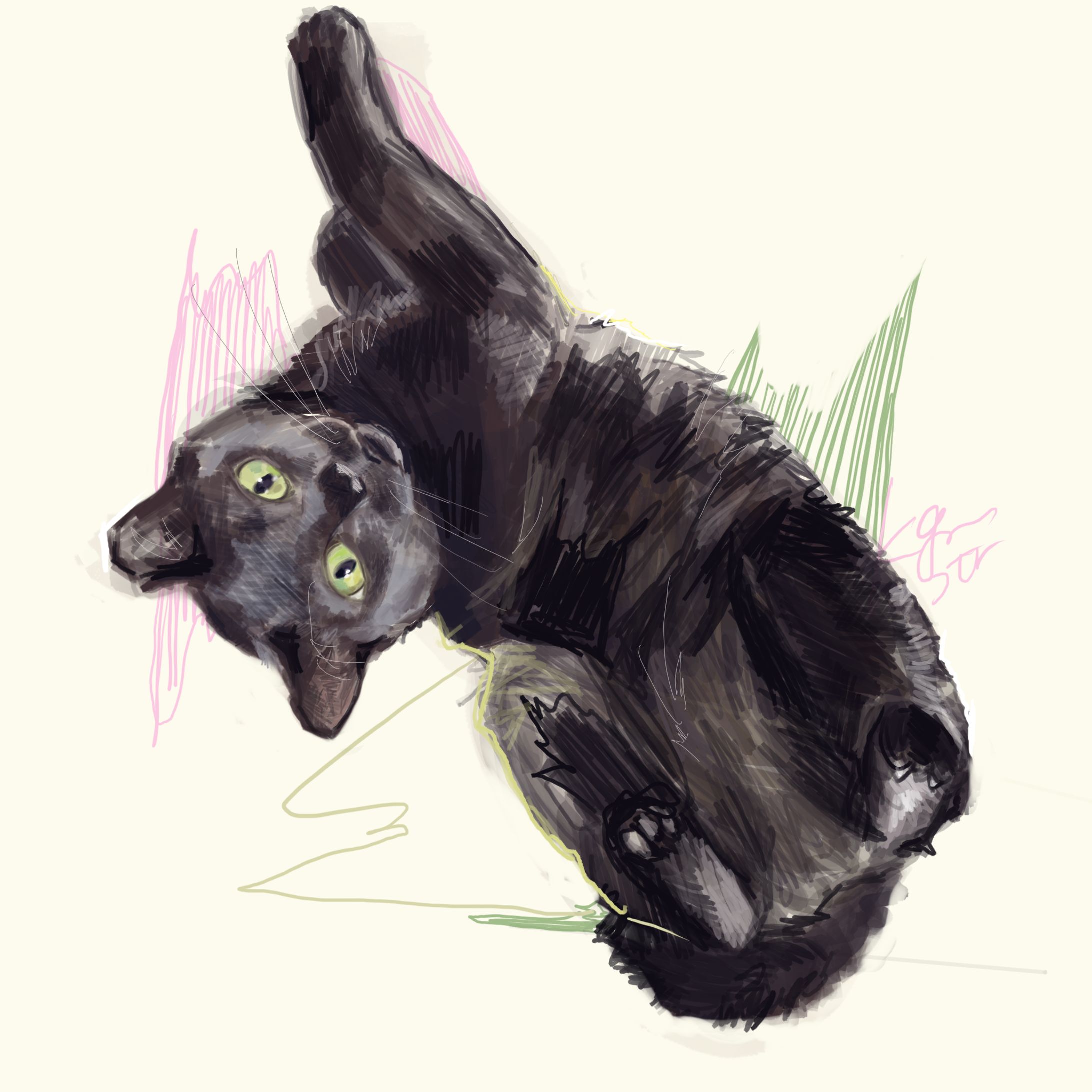 黒猫-1